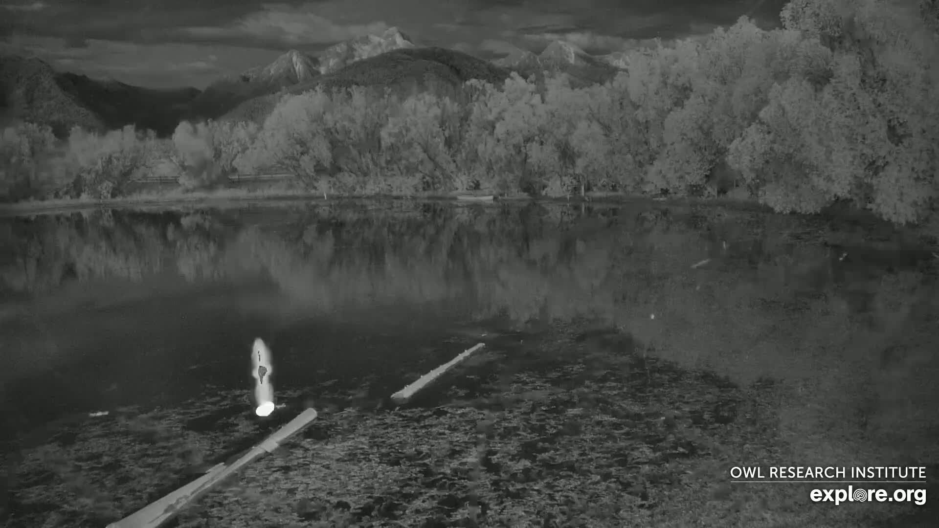 A calm body of water reflects the dark silhouettes of trees and mountains under a cloudy sky, with two logs partially submerged in the foreground.