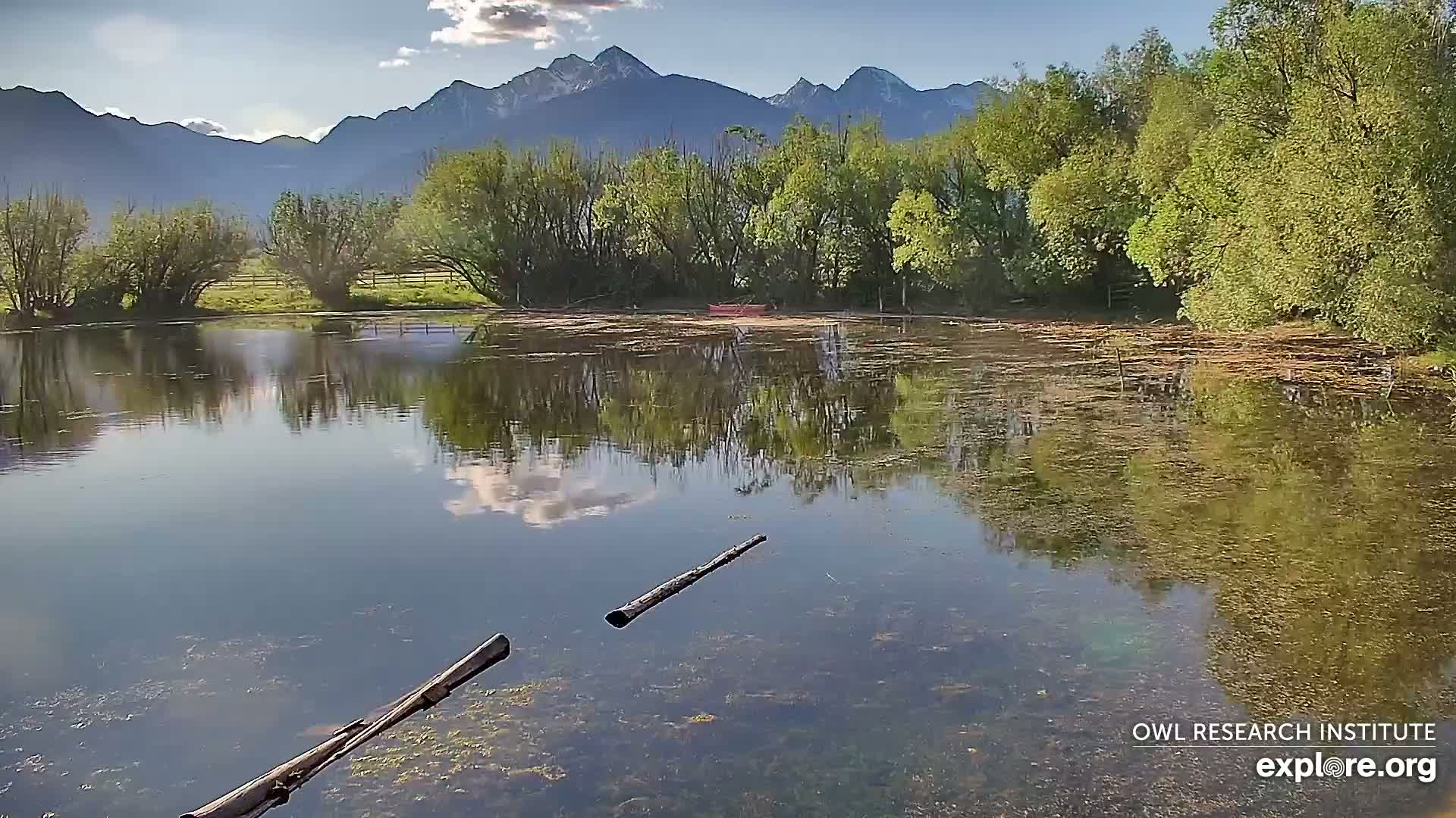 Two logs float in a calm, shallow pond reflecting a partly cloudy sky and mountains under a sunny sky, bordered by lush green trees.