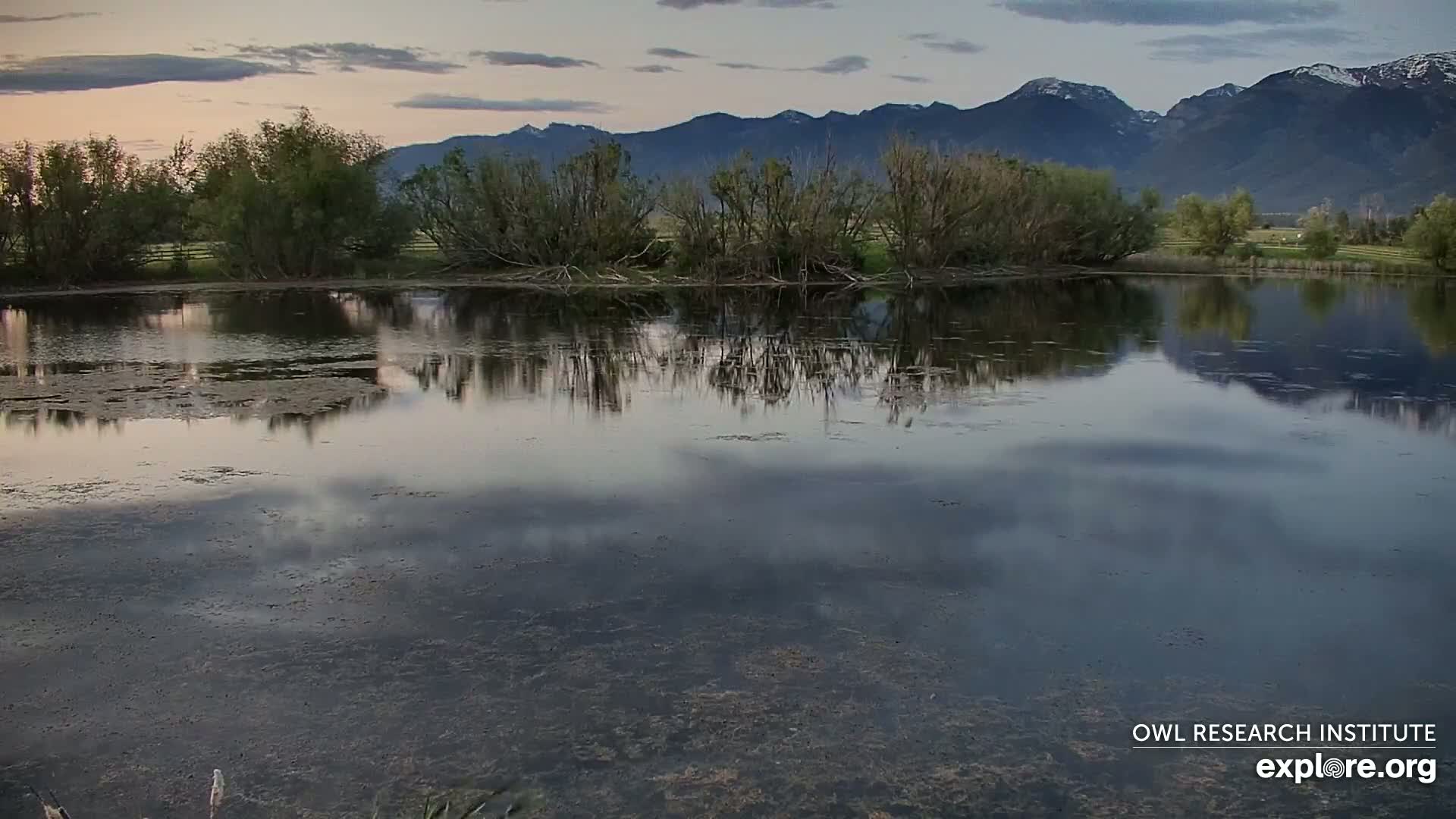 Mission Mountain Range & Mt Calowahcan View from Ninepipe Lodge Wildlife Refuge Live Cam - Charlo, Lake County, Montana, USA
