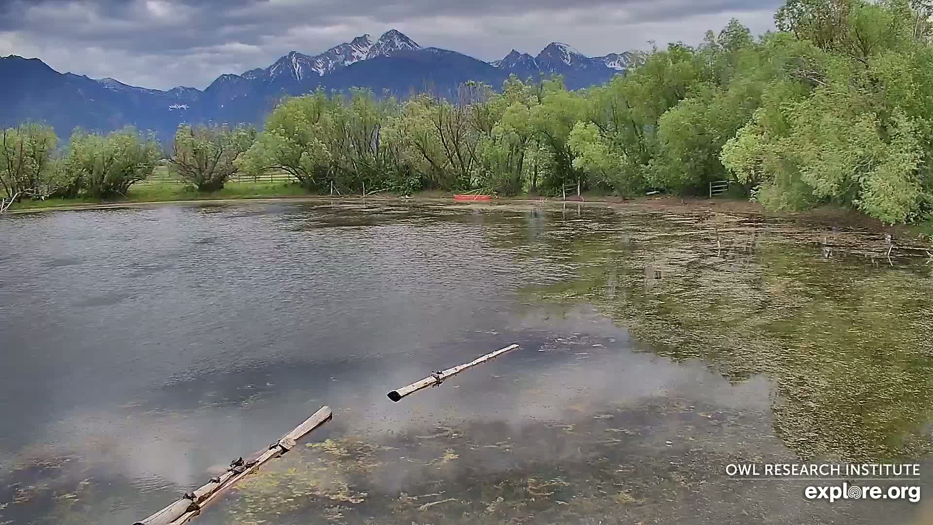 A calm pond with partially submerged logs sits in front of lush green trees and a mountain range under a cloudy sky.
