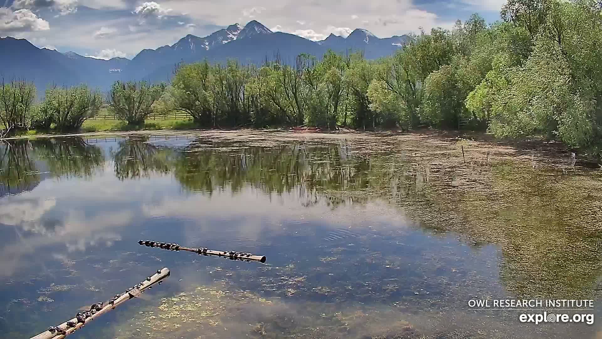 A calm pond reflects a partly cloudy sky and mountains in the background, with several dark-colored animals basking on logs in the water.