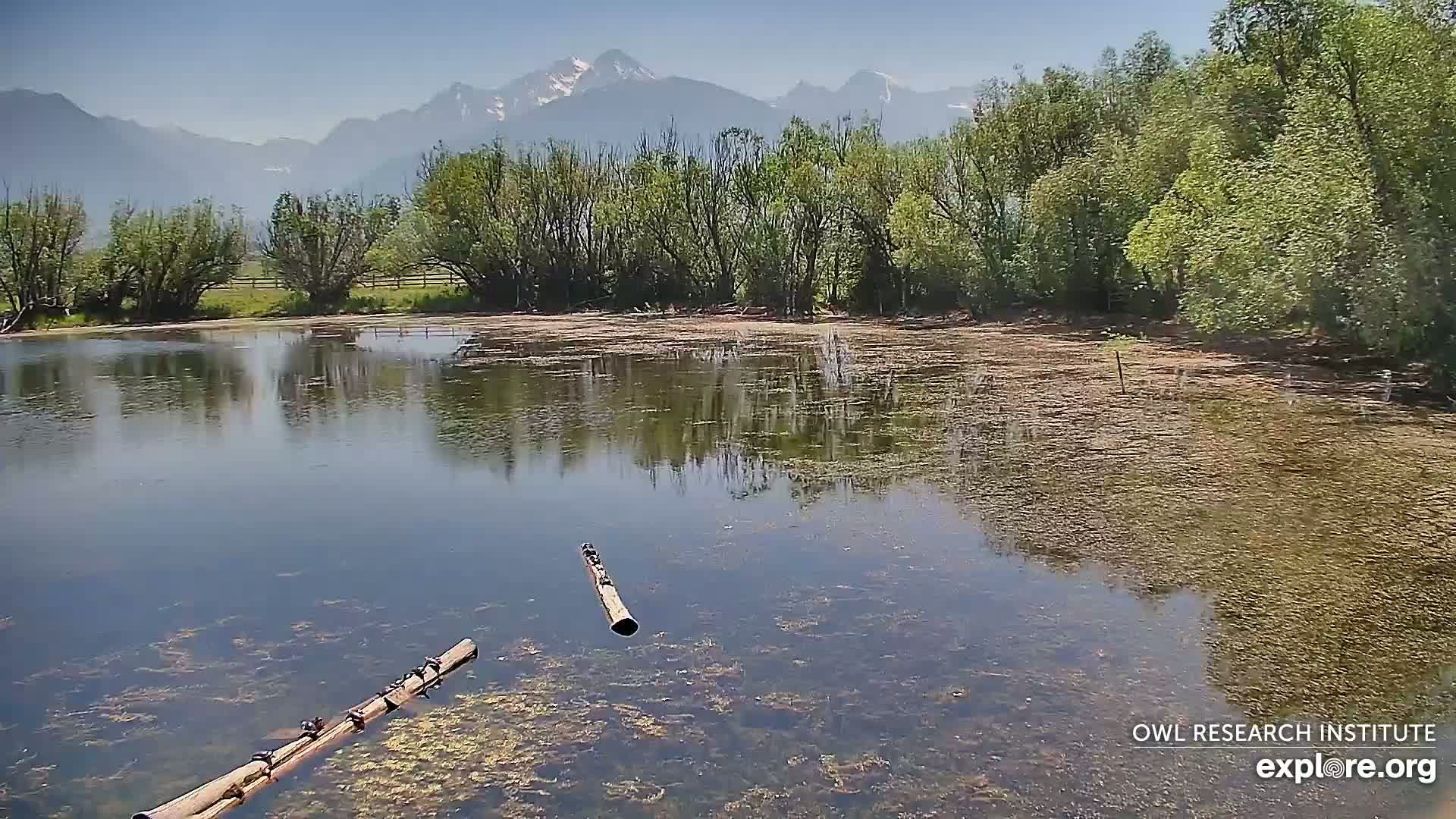 A calm pond with two logs floating on its surface, surrounded by lush green trees and a mountain range in the background under a clear sky.