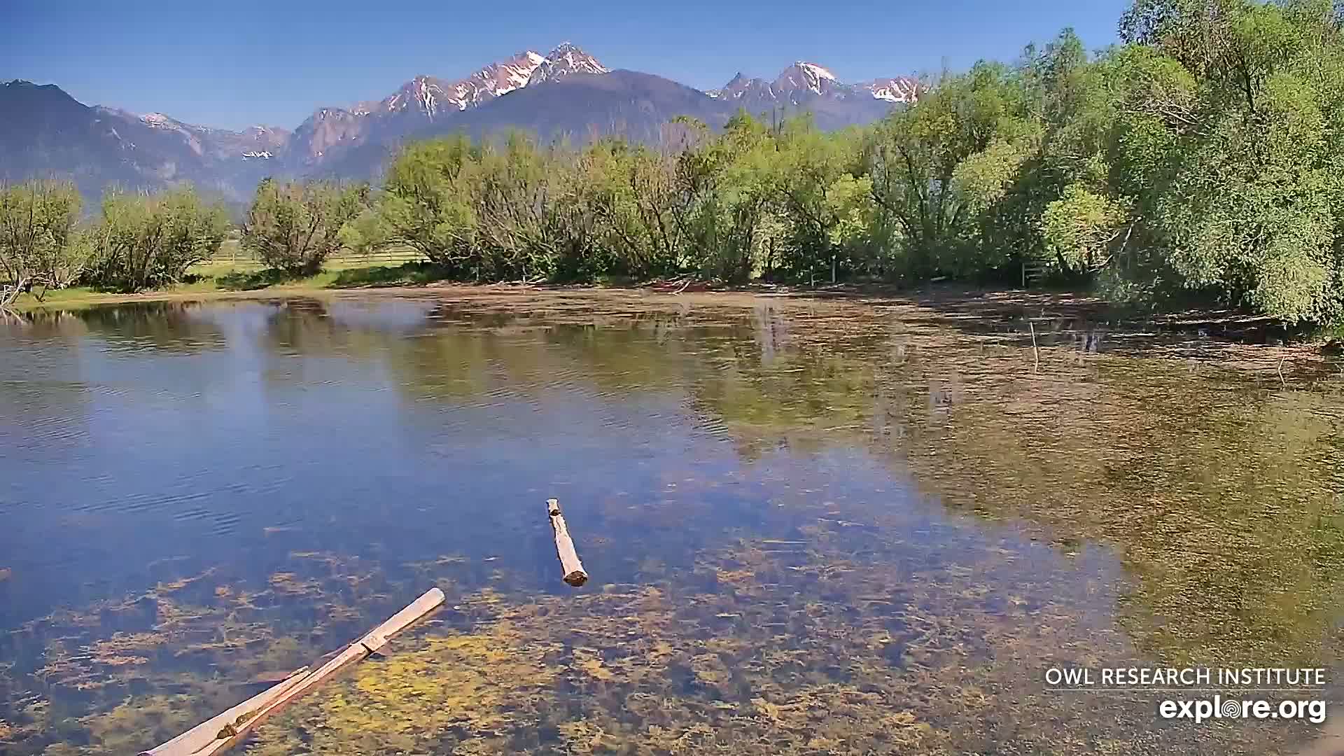 Mission Mountain Range & Mt Calowahcan View from Ninepipe Lodge Wildlife Refuge Live Cam - Charlo, Lake County, Montana, USA