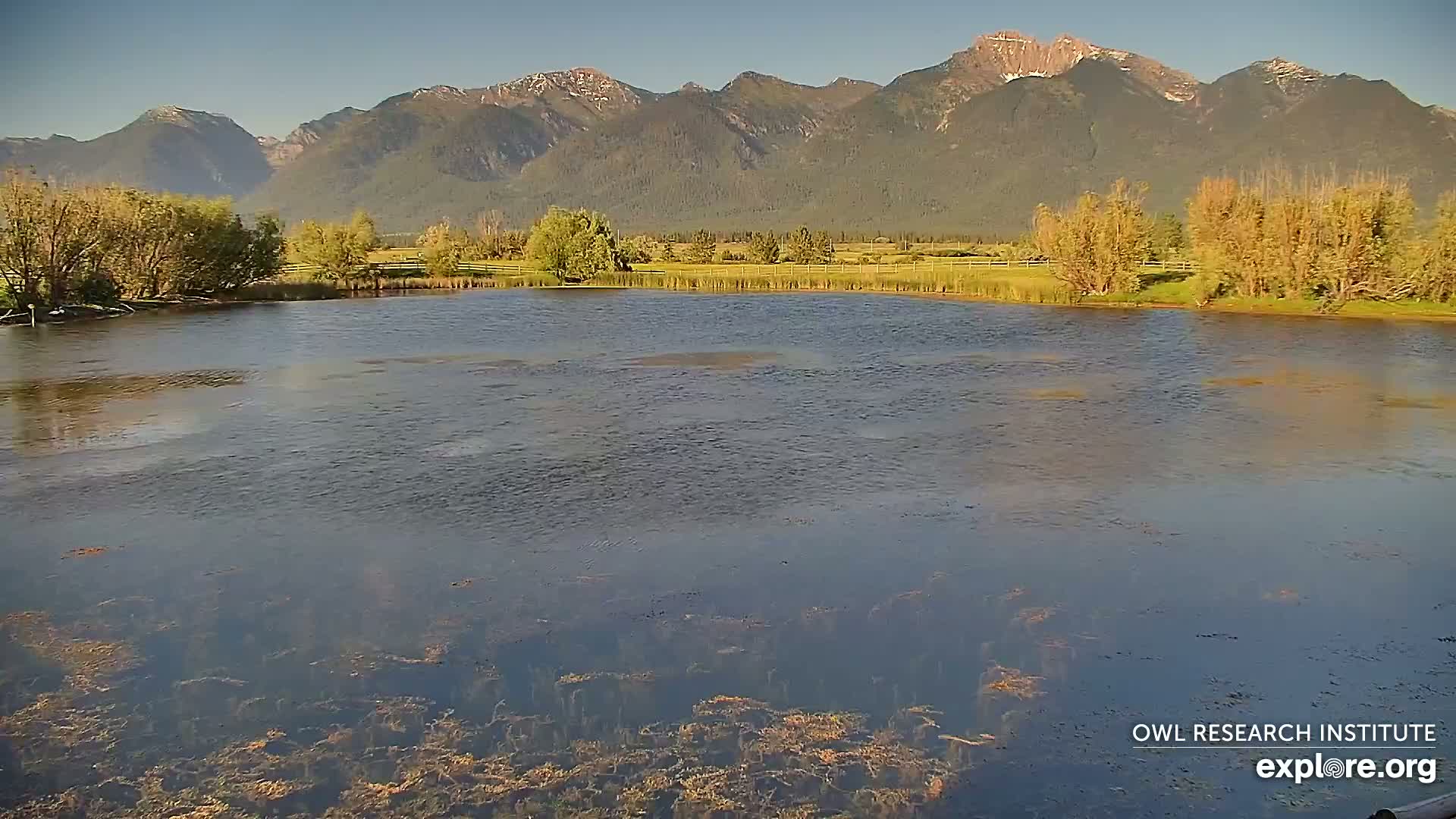 Mission Mountain Range & Mt Calowahcan View from Ninepipe Lodge Wildlife Refuge Live Cam - Charlo, Lake County, Montana, USA
