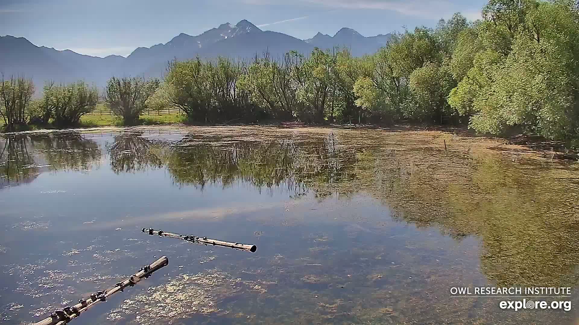 Two logs float in a calm, shallow pond reflecting the surrounding lush green trees and a mountain range under a clear, sunny sky.