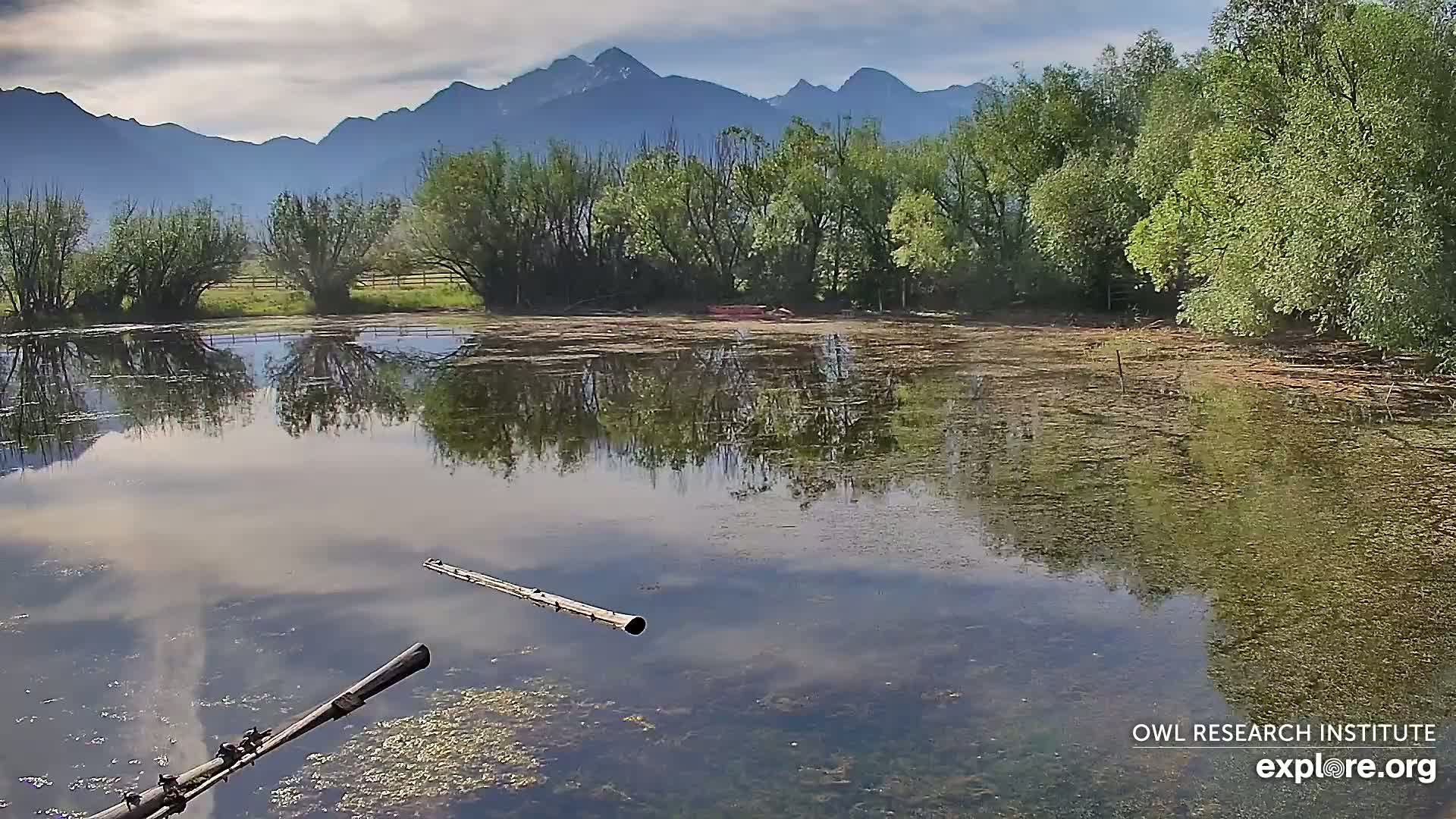 Two long, dark objects float in a calm pond reflecting a mountain range under a partly cloudy sky, surrounded by lush green trees.