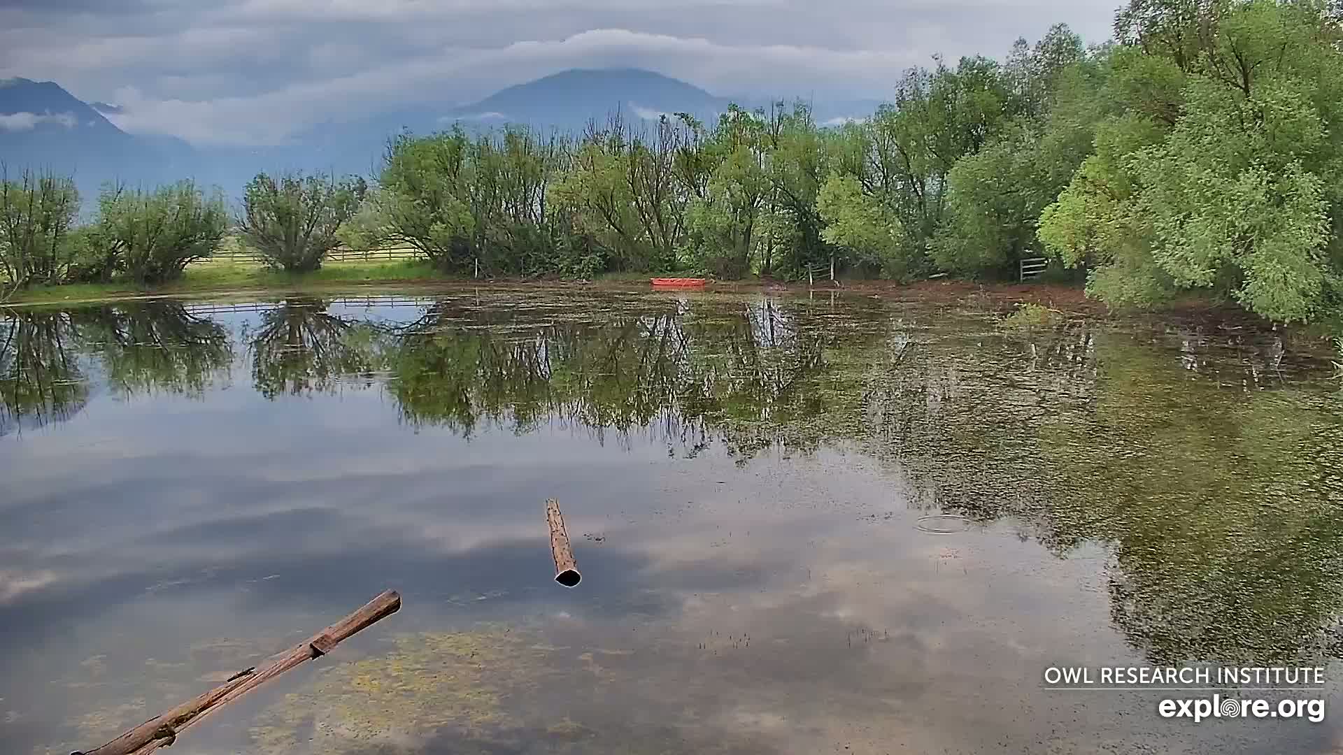 A calm pond reflects a line of green trees and distant mountains under an overcast sky.