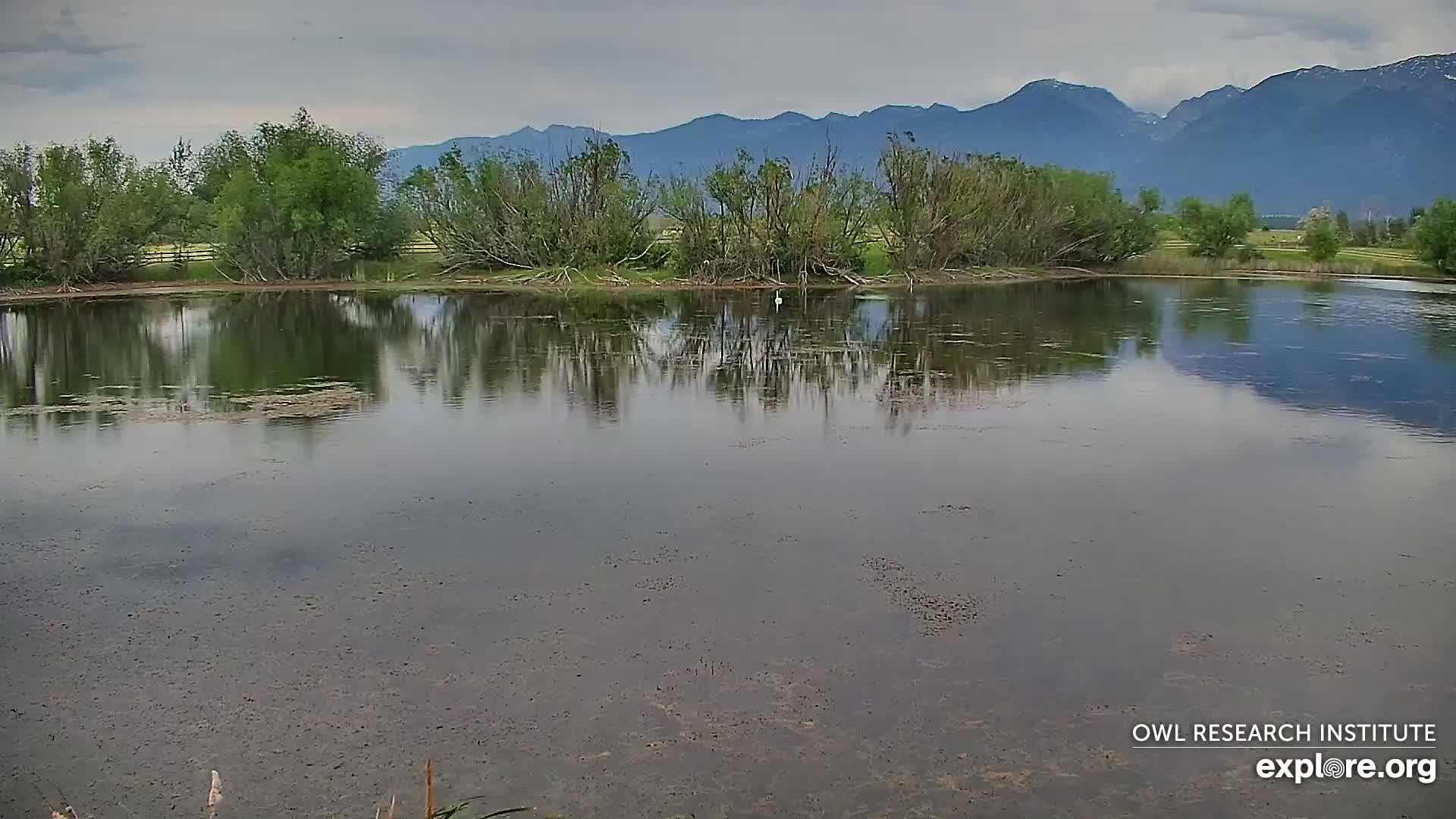 Mission Mountain Range & Mt Calowahcan View from Ninepipe Lodge Wildlife Refuge Live Cam - Charlo, Lake County, Montana, USA