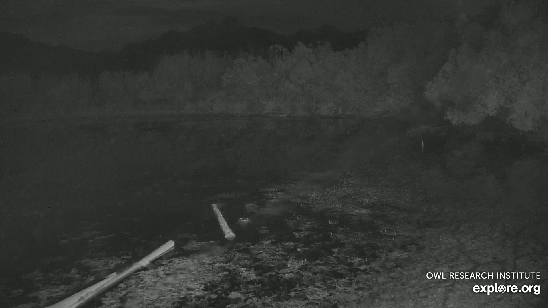 Two logs lie in the dark water of a calm lake at night, with a line of trees and distant mountains visible in the background under a dark sky.