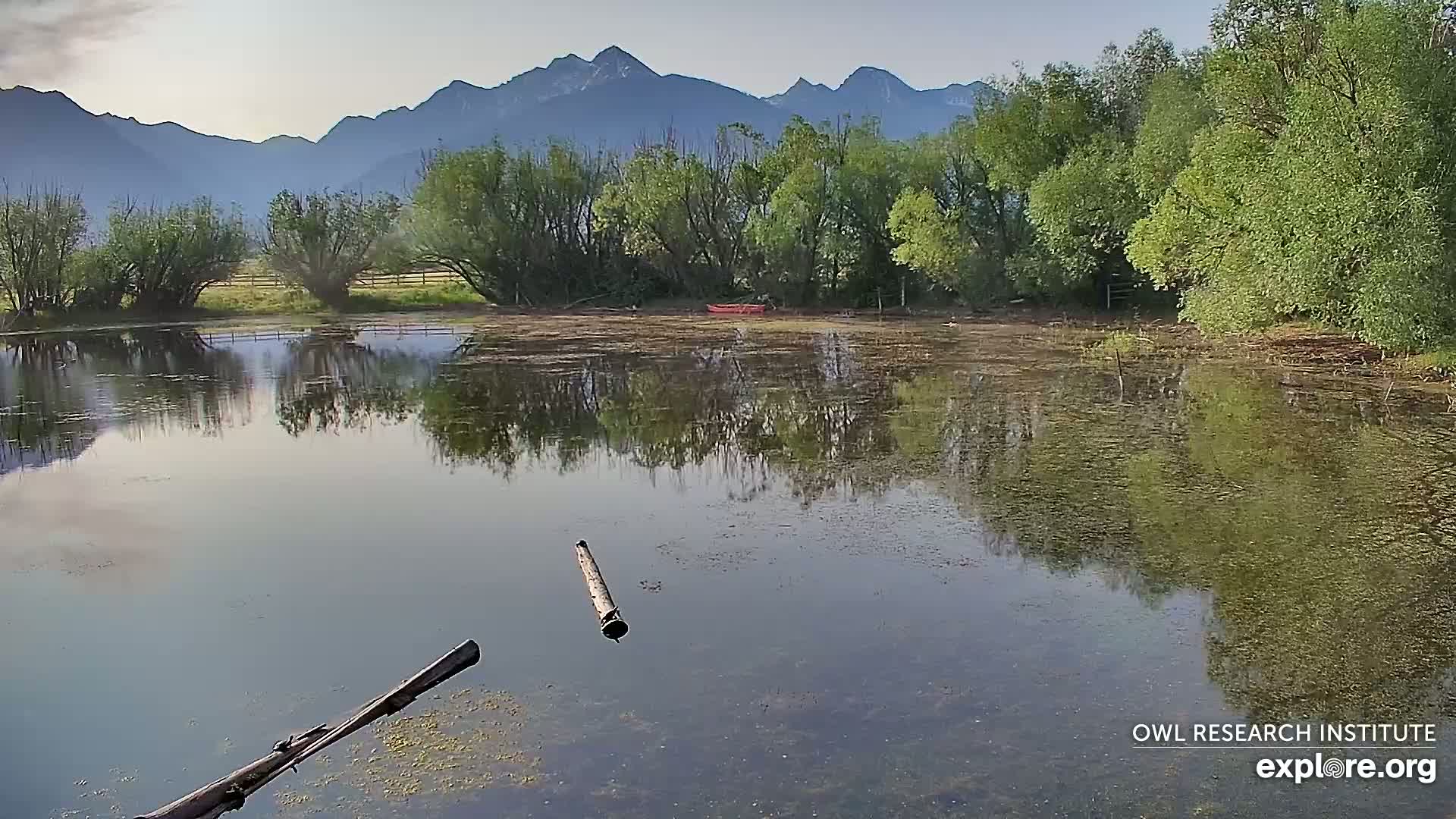 A calm pond reflects a mountain range under a clear sky, with trees lining the shore and a few logs floating in the water.