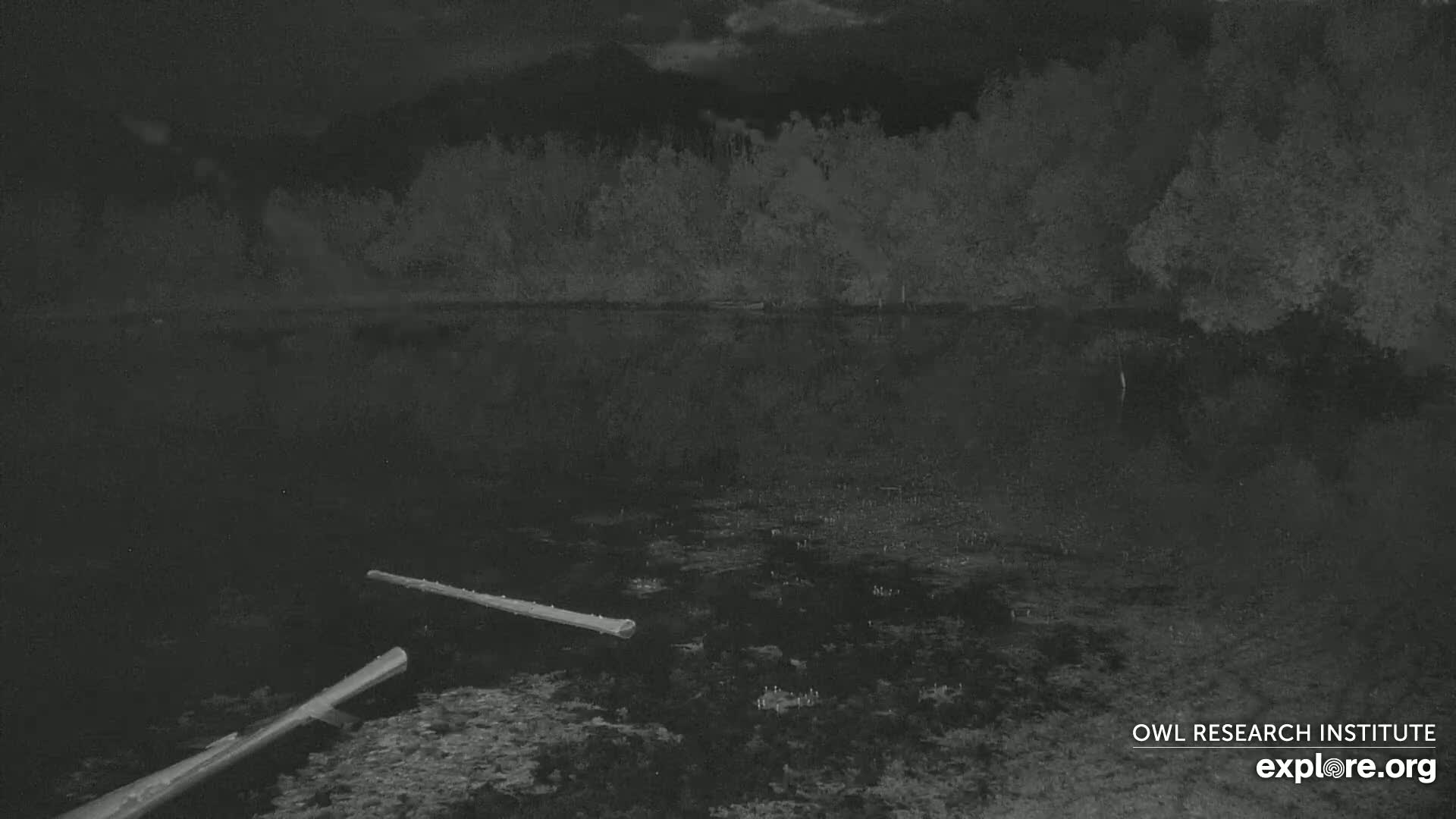 Two logs lie partially submerged in a dark, still body of water at night, under a cloudy sky, with a dark treeline in the background.