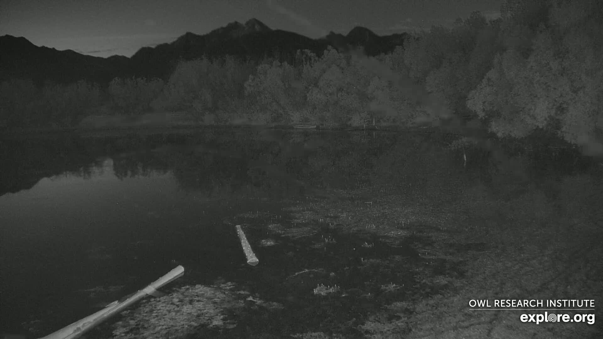Two logs lie in the still water of a dark lake, reflecting the shadowy silhouettes of trees and mountains under a night sky.