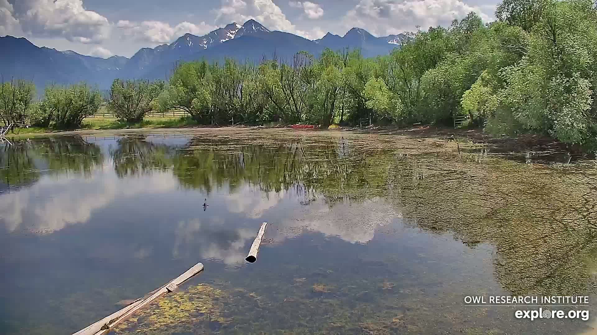 Mission Mountain Range & Mt Calowahcan View from Ninepipe Lodge Wildlife Refuge Live Cam - Charlo, Lake County, Montana, USA