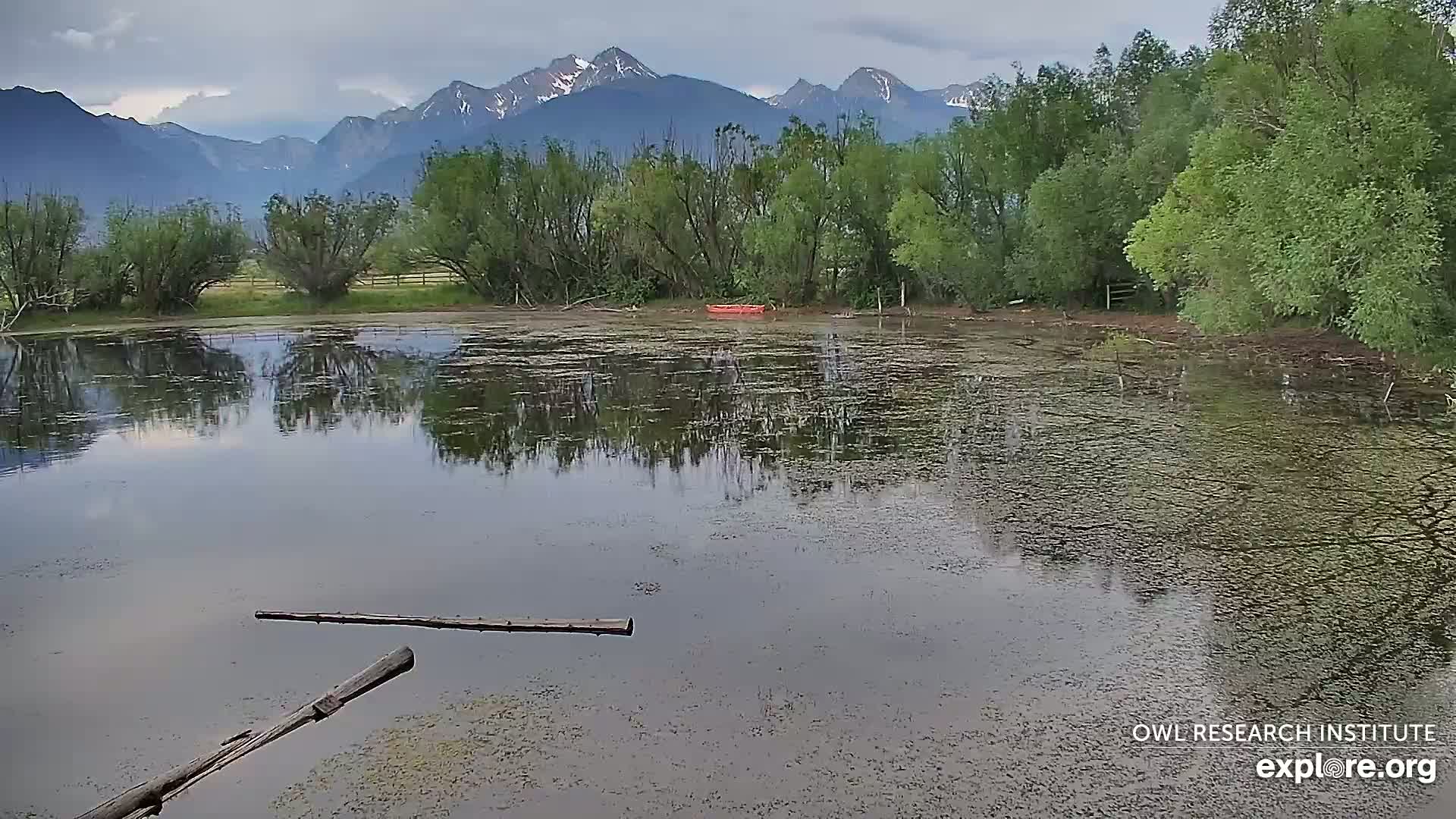 Mission Mountain Range & Mt Calowahcan View from Ninepipe Lodge Wildlife Refuge Live Cam - Charlo, Lake County, Montana, USA
