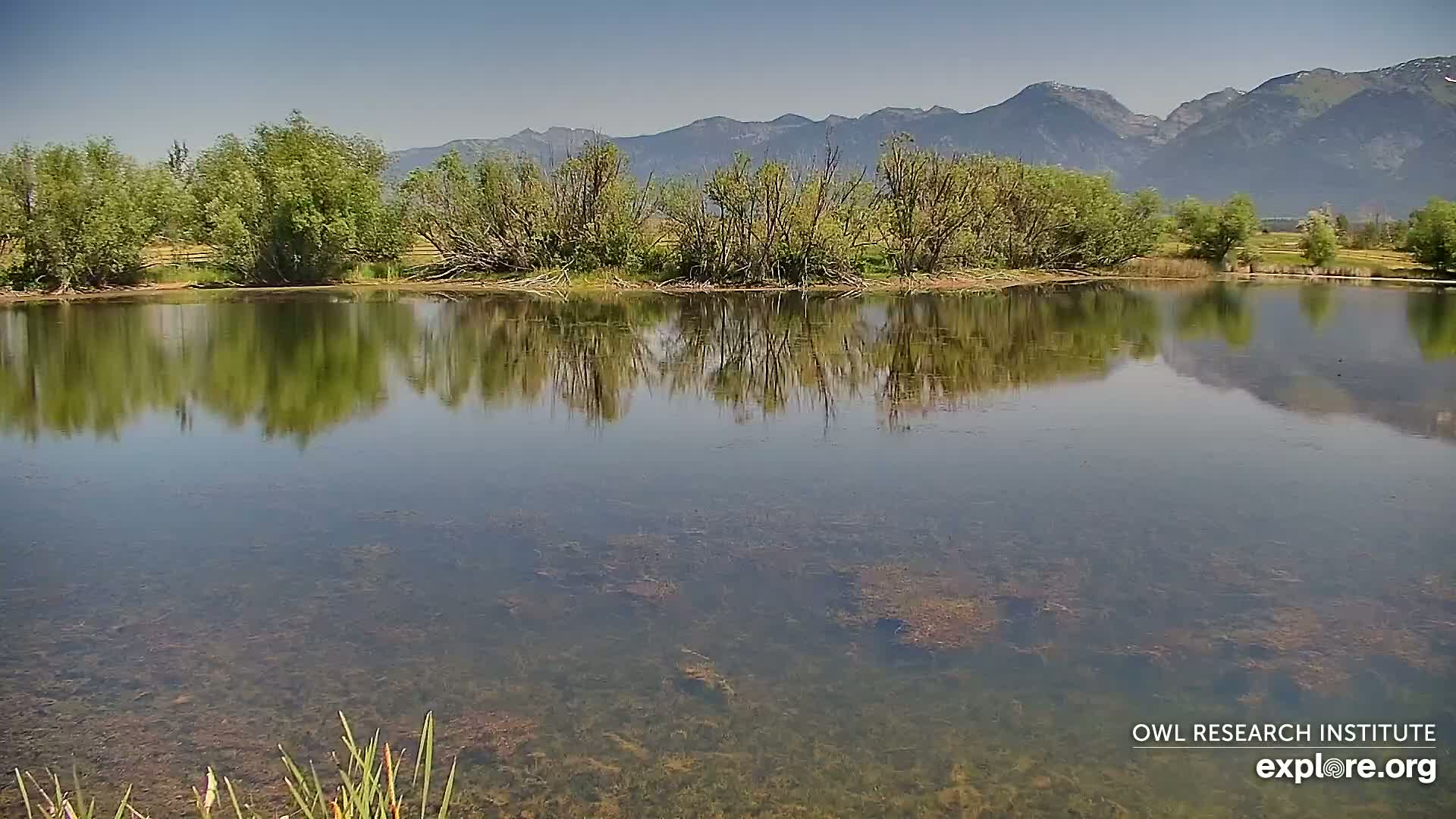 A calm pond reflects the surrounding trees and distant mountains under a clear sky.