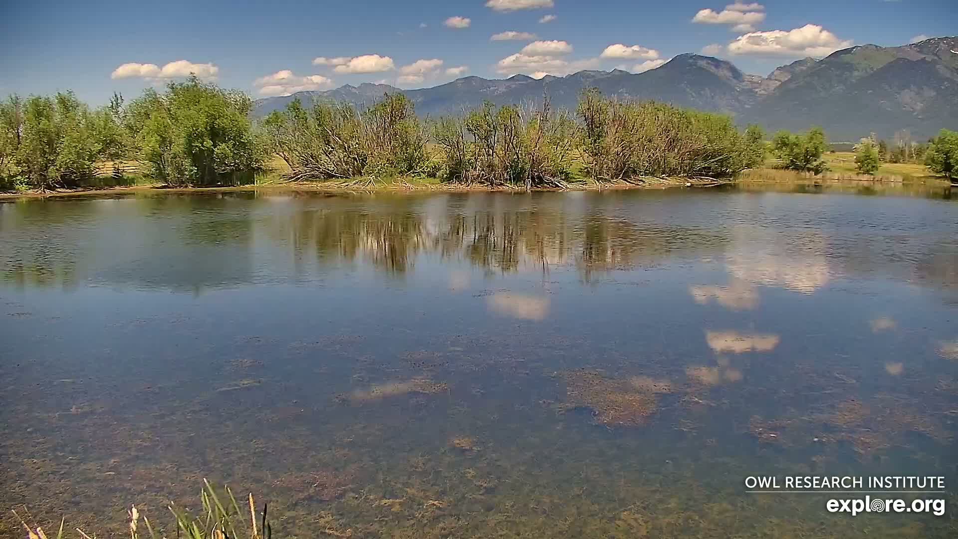 Mission Mountain Range & Mt Calowahcan View from Ninepipe Lodge Wildlife Refuge Live Cam - Charlo, Lake County, Montana, USA