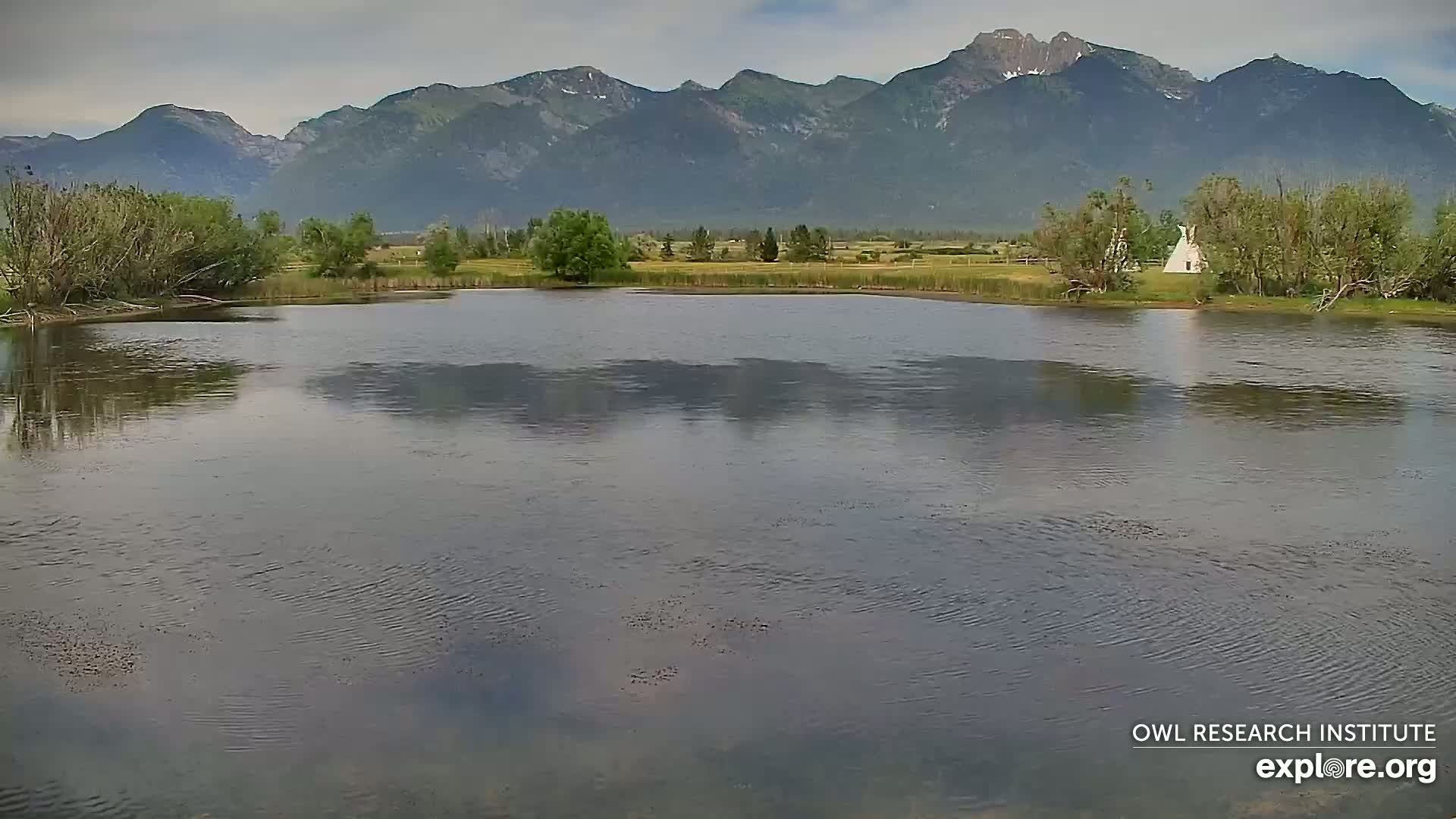 Mission Mountain Range & Mt Calowahcan View from Ninepipe Lodge Wildlife Refuge Live Cam - Charlo, Lake County, Montana, USA