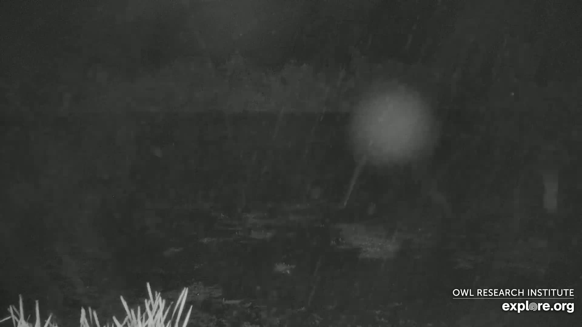 A dark, nighttime scene of rain falling over a ground covered in vegetation.