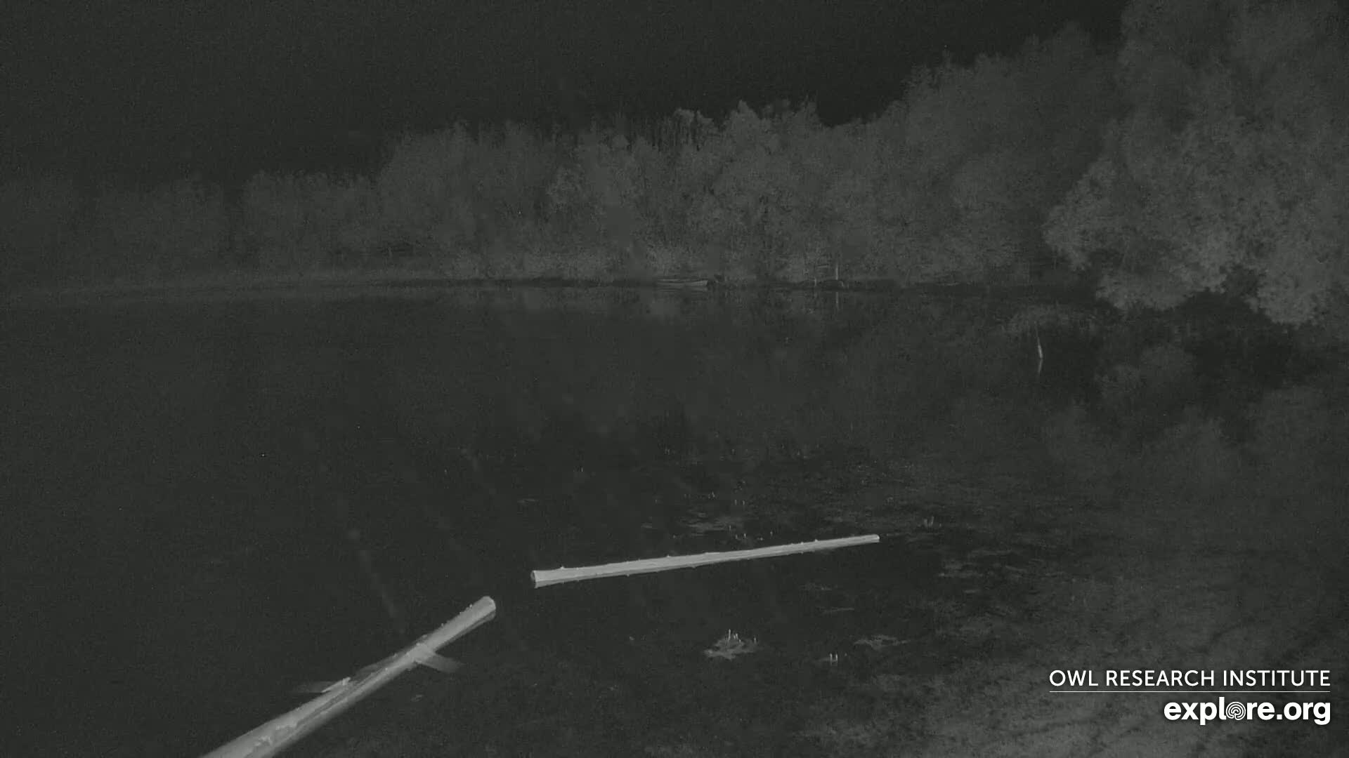 Two logs lie in a dark, still body of water at night, bordered by a line of trees.