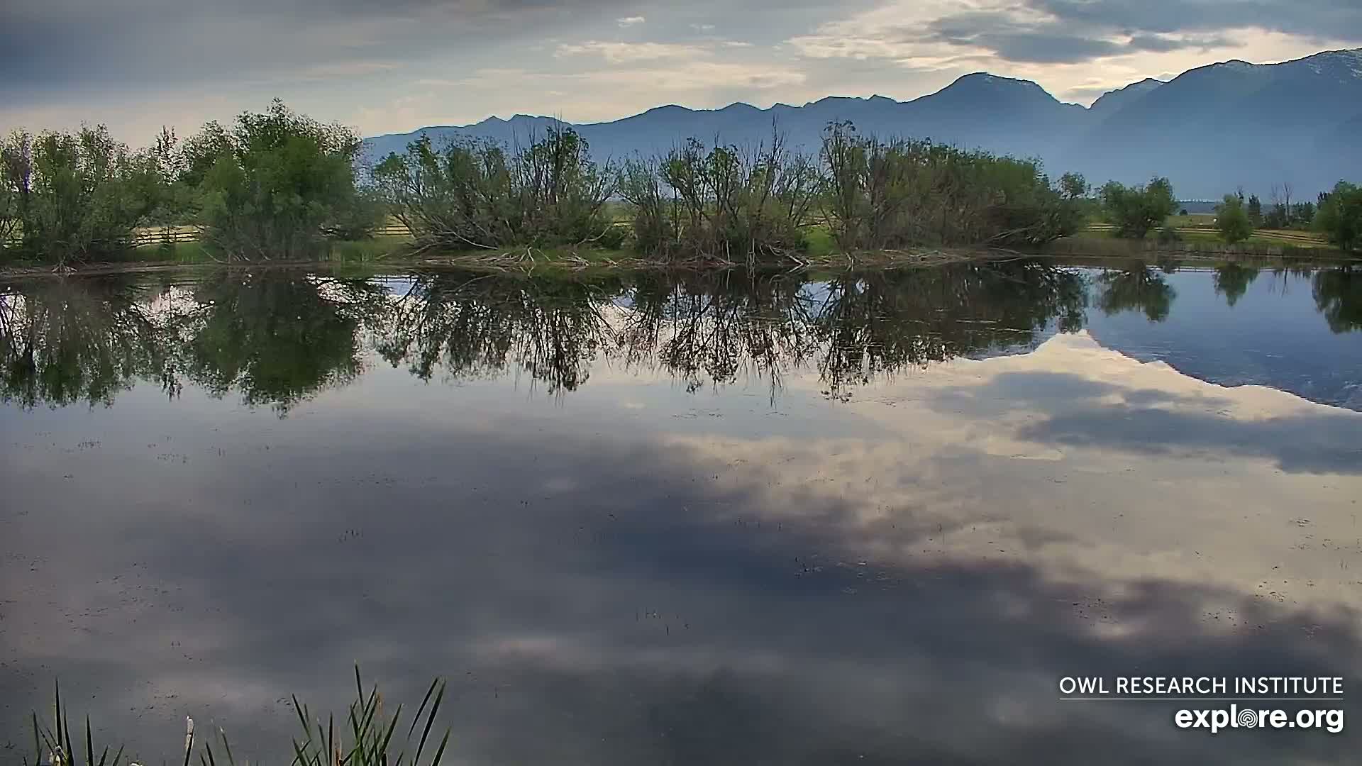Mission Mountain Range & Mt Calowahcan View from Ninepipe Lodge Wildlife Refuge Live Cam - Charlo, Lake County, Montana, USA