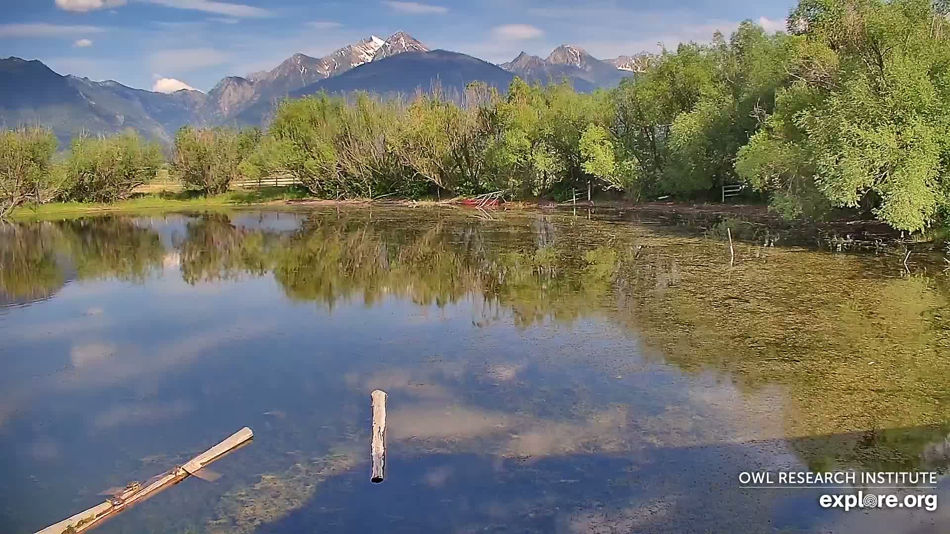 Mission Mountain Range & Mt Calowahcan View from Ninepipe Lodge Wildlife Refuge Live Cam - Charlo, Lake County, Montana, USA