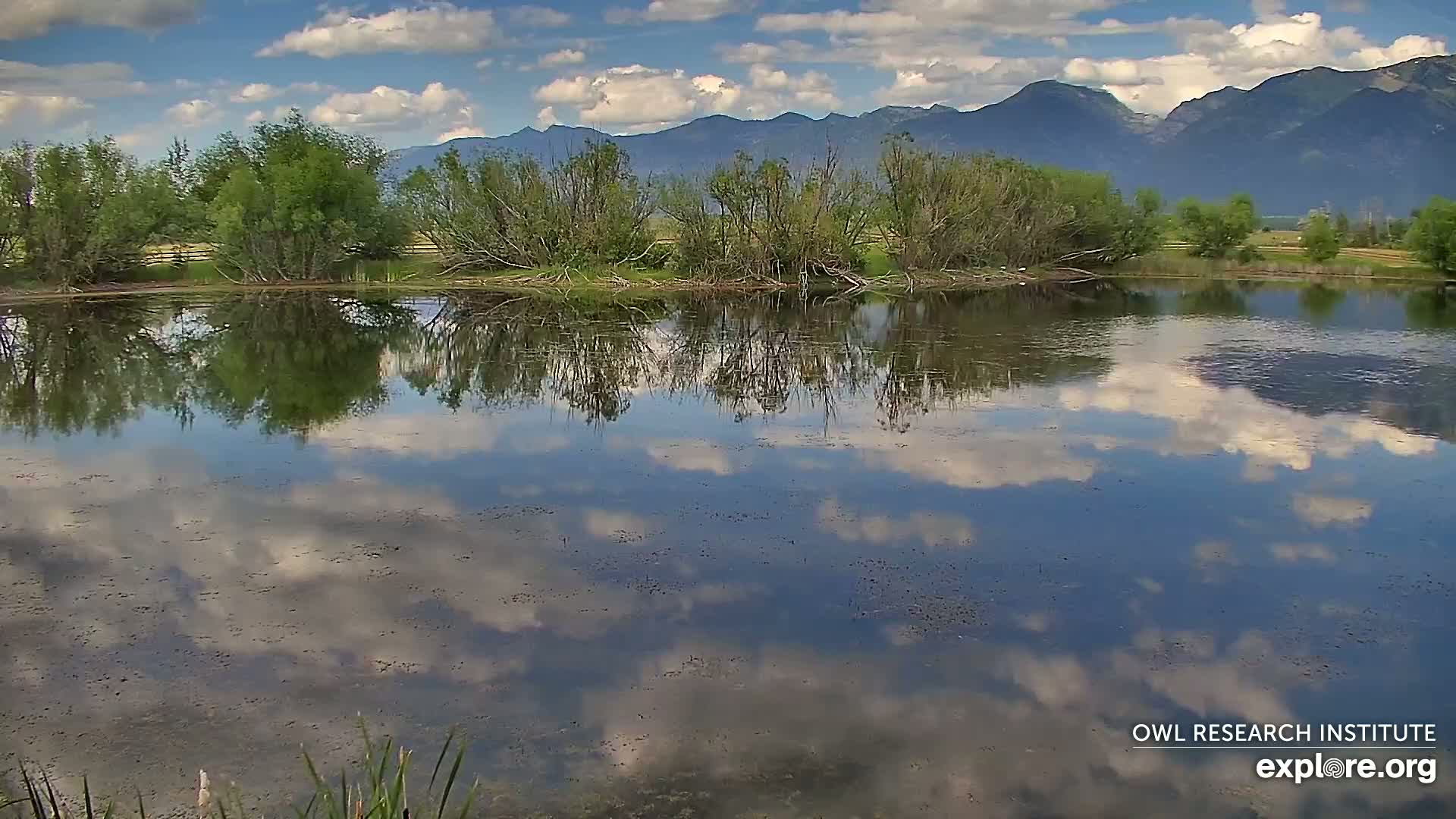 Mission Mountain Range & Mt Calowahcan View from Ninepipe Lodge Wildlife Refuge Live Cam - Charlo, Lake County, Montana, USA