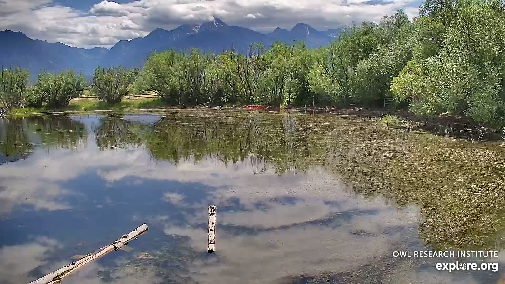 Mission Mountain Range & Mt Calowahcan View from Ninepipe Lodge Wildlife Refuge Live Cam - Charlo, Lake County, Montana, USA