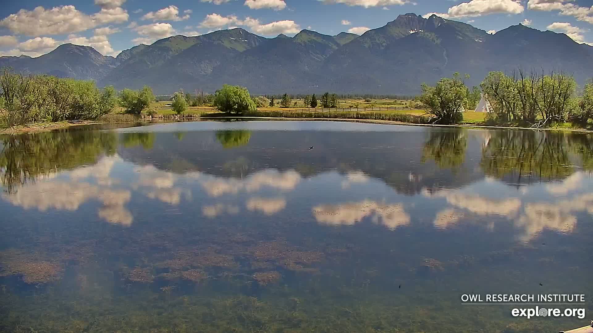 Mission Mountain Range & Mt Calowahcan View from Ninepipe Lodge Wildlife Refuge Live Cam - Charlo, Lake County, Montana, USA