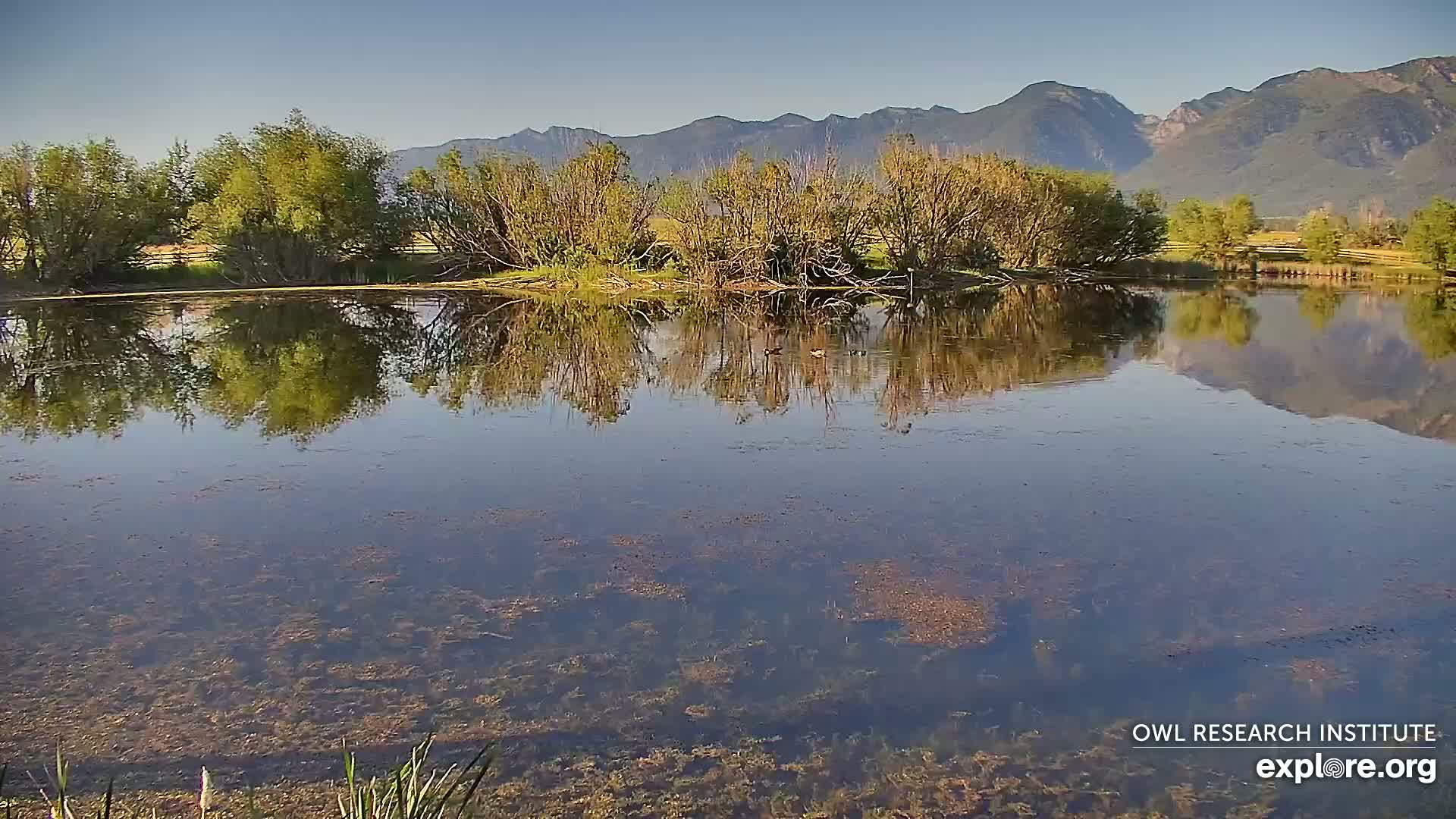 Mission Mountain Range & Mt Calowahcan View from Ninepipe Lodge Wildlife Refuge Live Cam - Charlo, Lake County, Montana, USA