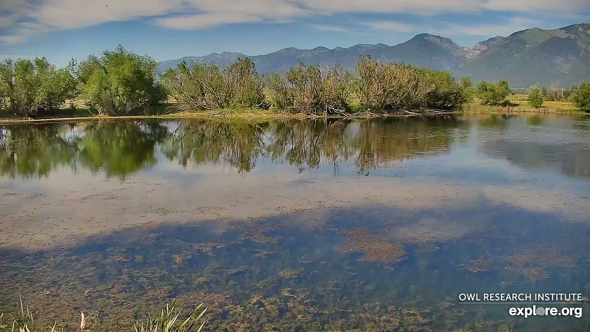 Mission Mountain Range & Mt Calowahcan View from Ninepipe Lodge Wildlife Refuge Live Cam - Charlo, Lake County, Montana, USA