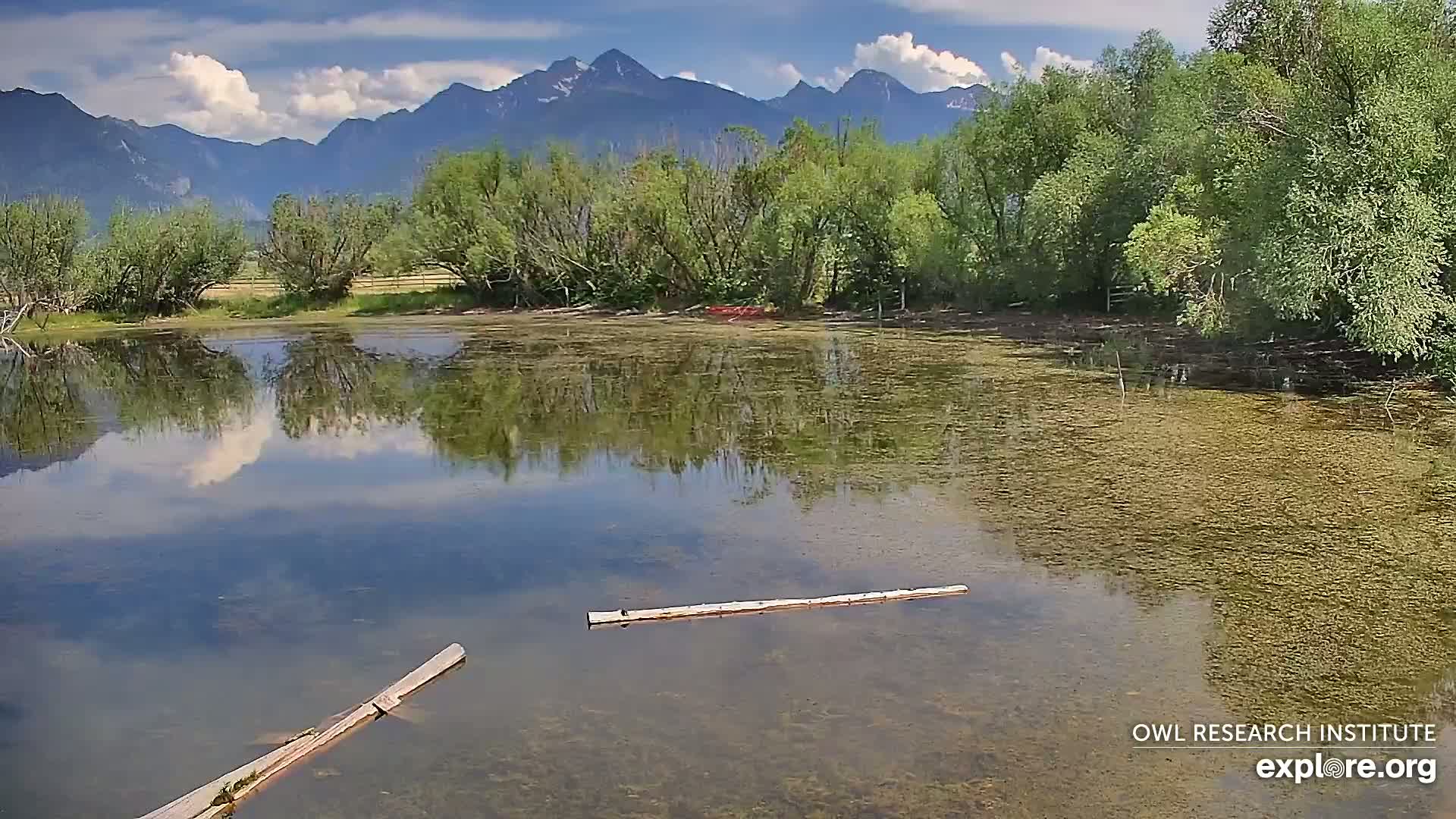 Mission Mountain Range & Mt Calowahcan View from Ninepipe Lodge Wildlife Refuge Live Cam - Charlo, Lake County, Montana, USA