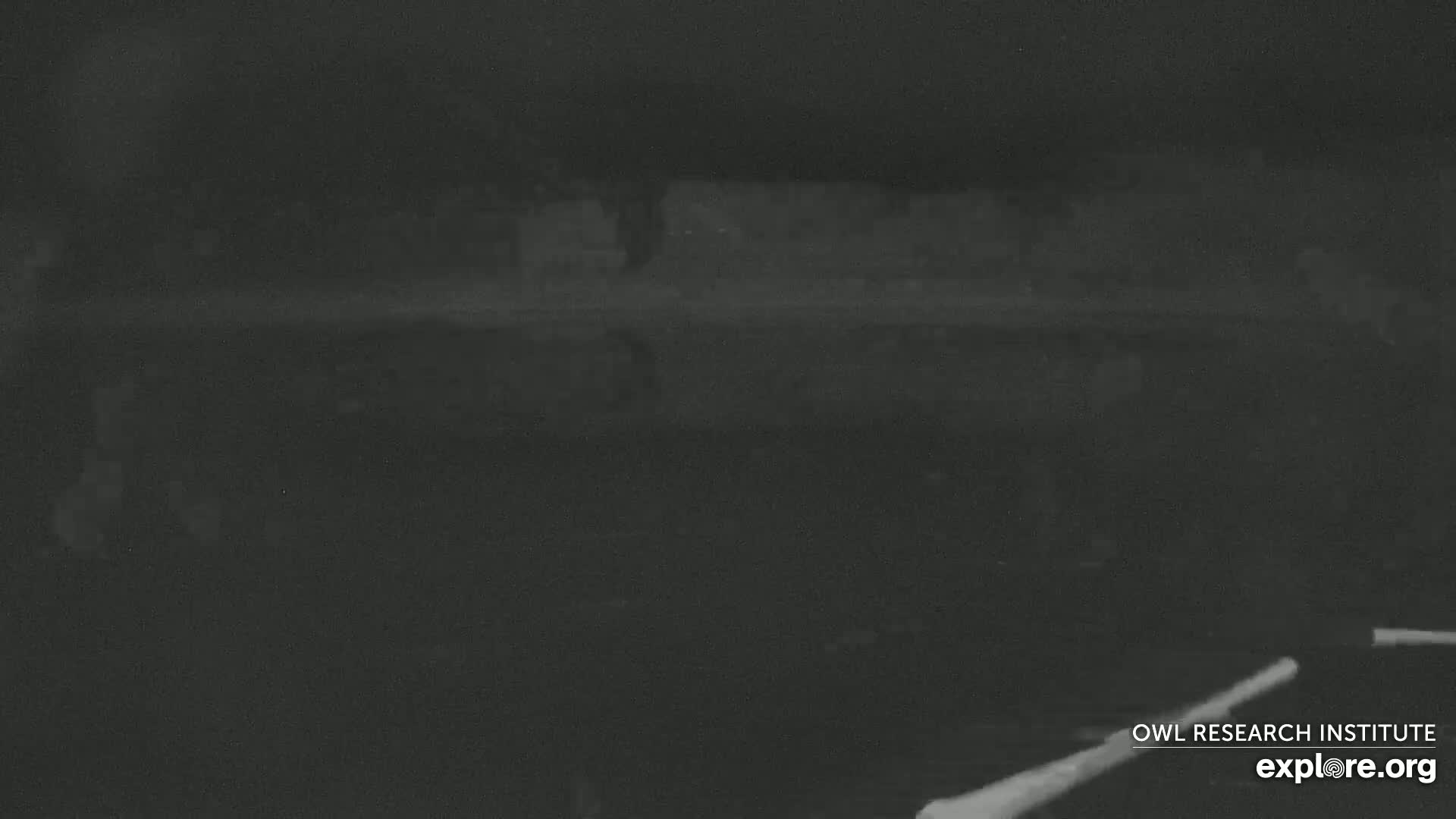 A blurry, low-light image shows a dark, possibly nighttime, outdoor scene with indistinct shapes in the middle ground.