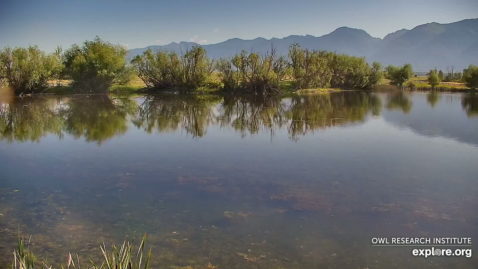 Mission Mountain Range & Mt Calowahcan View from Ninepipe Lodge Wildlife Refuge Live Cam - Charlo, Lake County, Montana, USA
