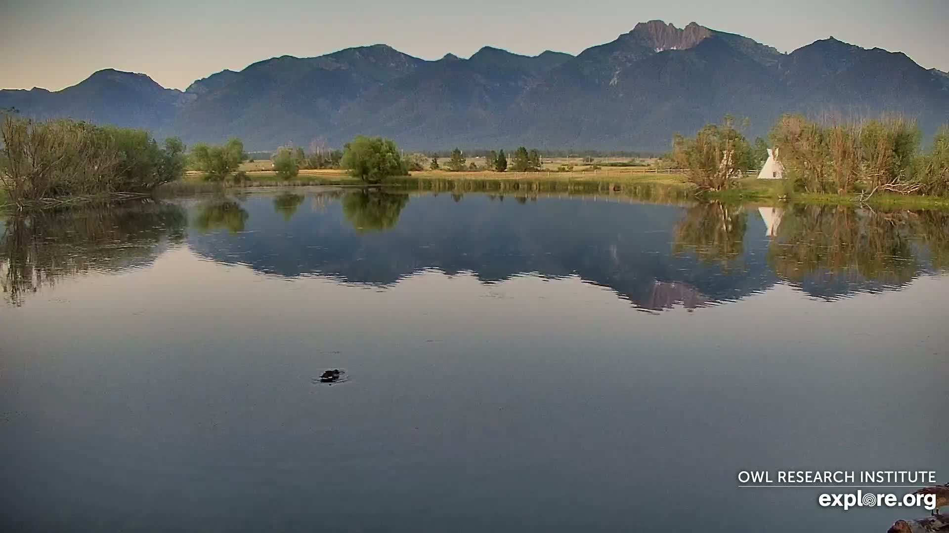 Mission Mountain Range & Mt Calowahcan View from Ninepipe Lodge Wildlife Refuge Live Cam - Charlo, Lake County, Montana, USA