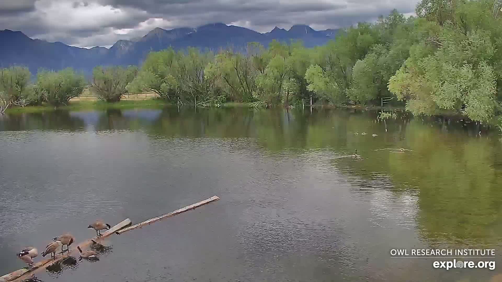 Mission Mountain Range & Mt Calowahcan View from Ninepipe Lodge Wildlife Refuge Live Cam - Charlo, Lake County, Montana, USA