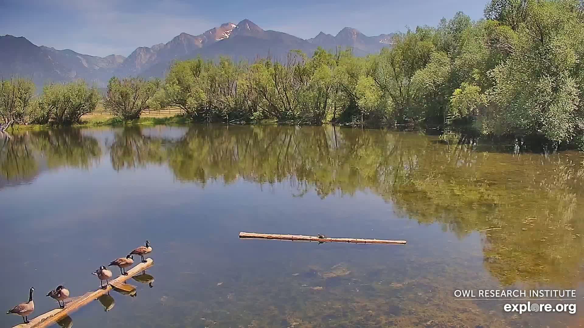 Mission Mountain Range & Mt Calowahcan View from Ninepipe Lodge Wildlife Refuge Live Cam - Charlo, Lake County, Montana, USA
