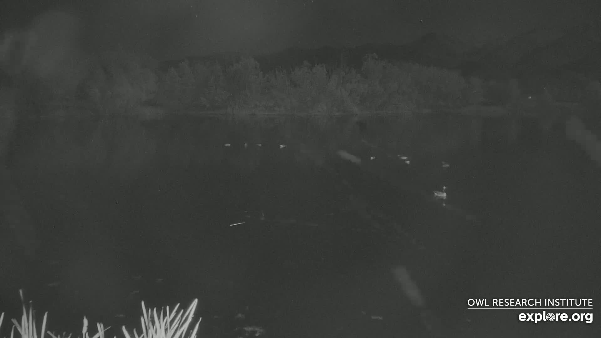 Mission Mountain Range & Mt Calowahcan View from Ninepipe Lodge Wildlife Refuge Live Cam - Charlo, Lake County, Montana, USA