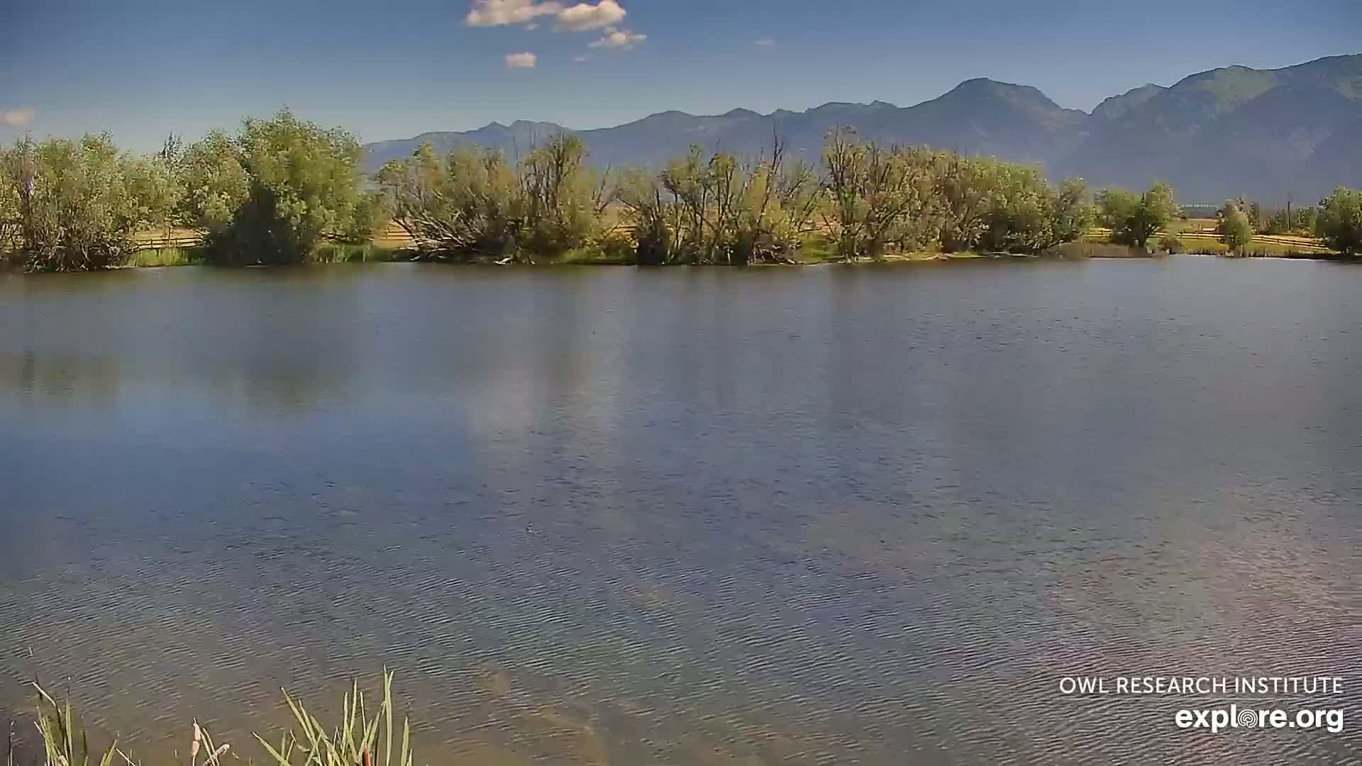 Mission Mountain Range & Mt Calowahcan View from Ninepipe Lodge Wildlife Refuge Live Cam - Charlo, Lake County, Montana, USA