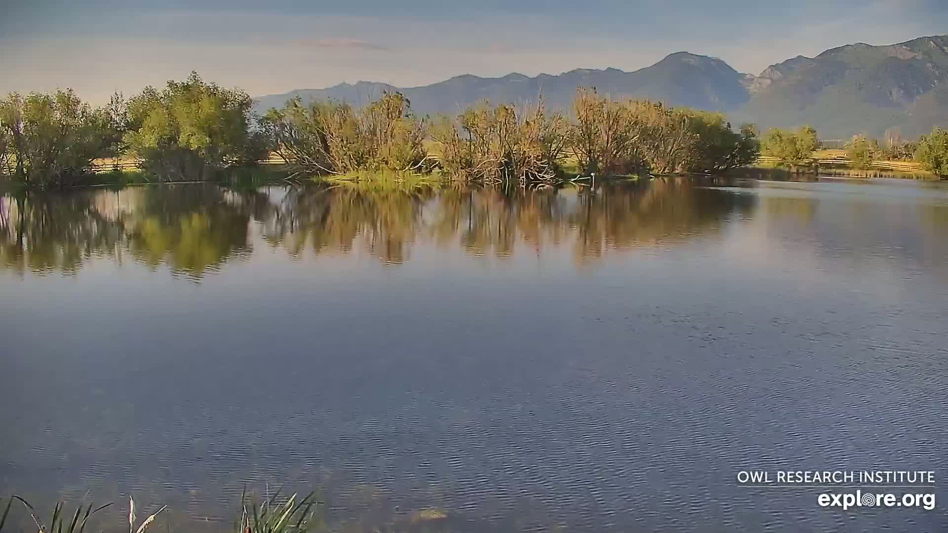 Mission Mountain Range & Mt Calowahcan View from Ninepipe Lodge Wildlife Refuge Live Cam - Charlo, Lake County, Montana, USA