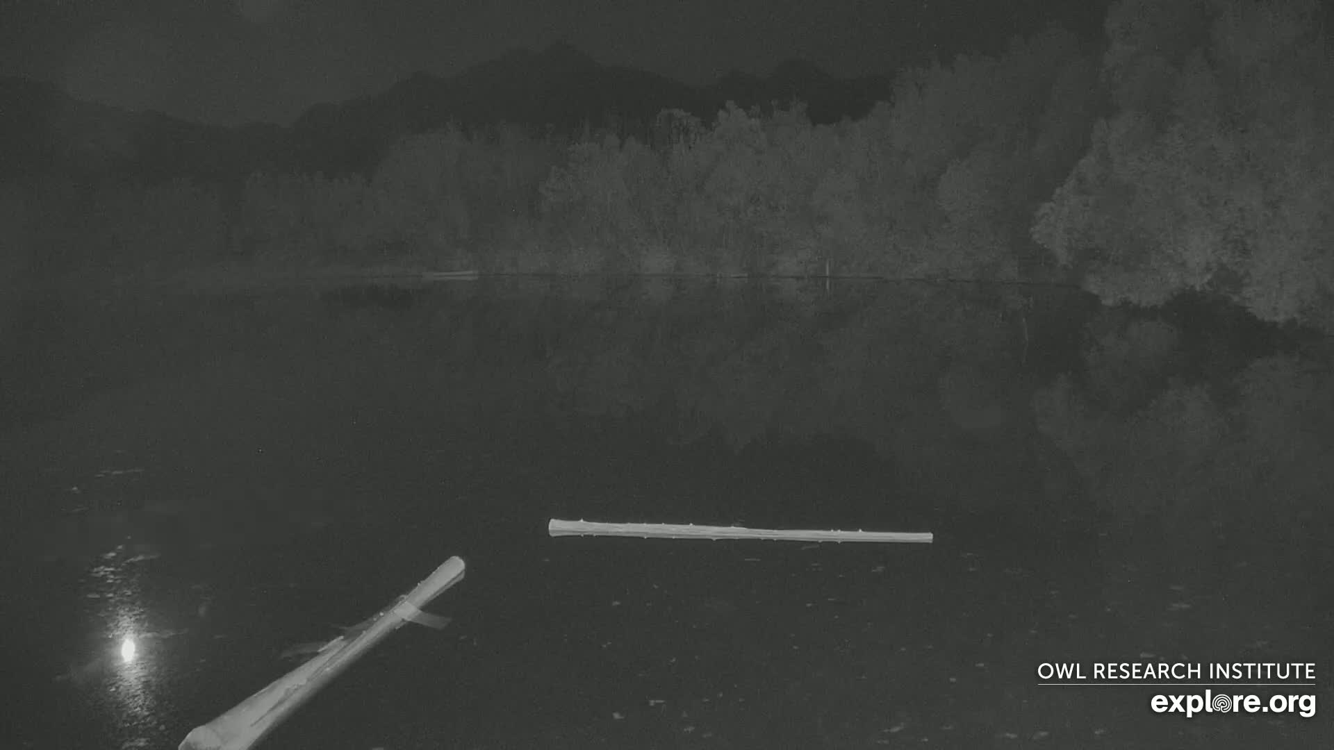Two logs float on a dark, still body of water at night under a mostly clear sky, with a dark mountain range visible in the background.