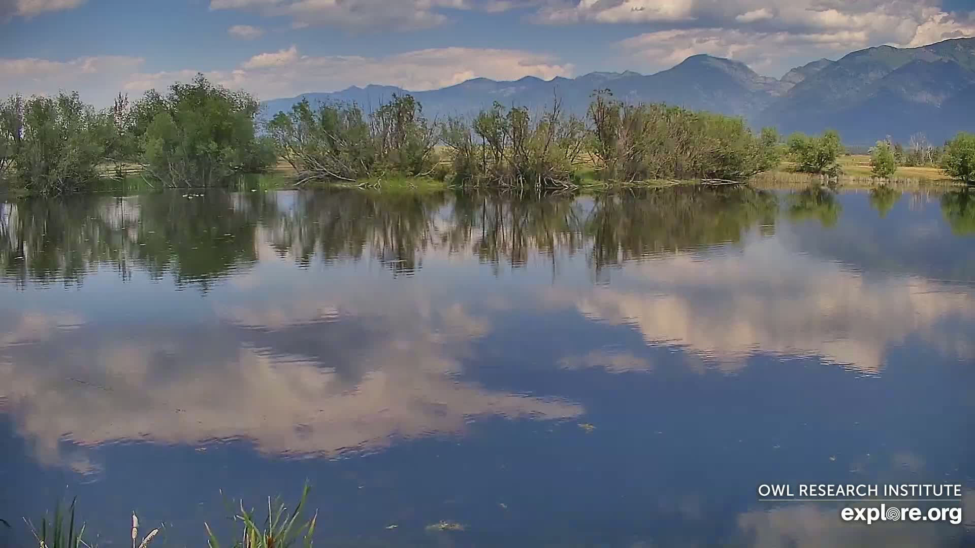 Mission Mountain Range & Mt Calowahcan View from Ninepipe Lodge Wildlife Refuge Live Cam - Charlo, Lake County, Montana, USA