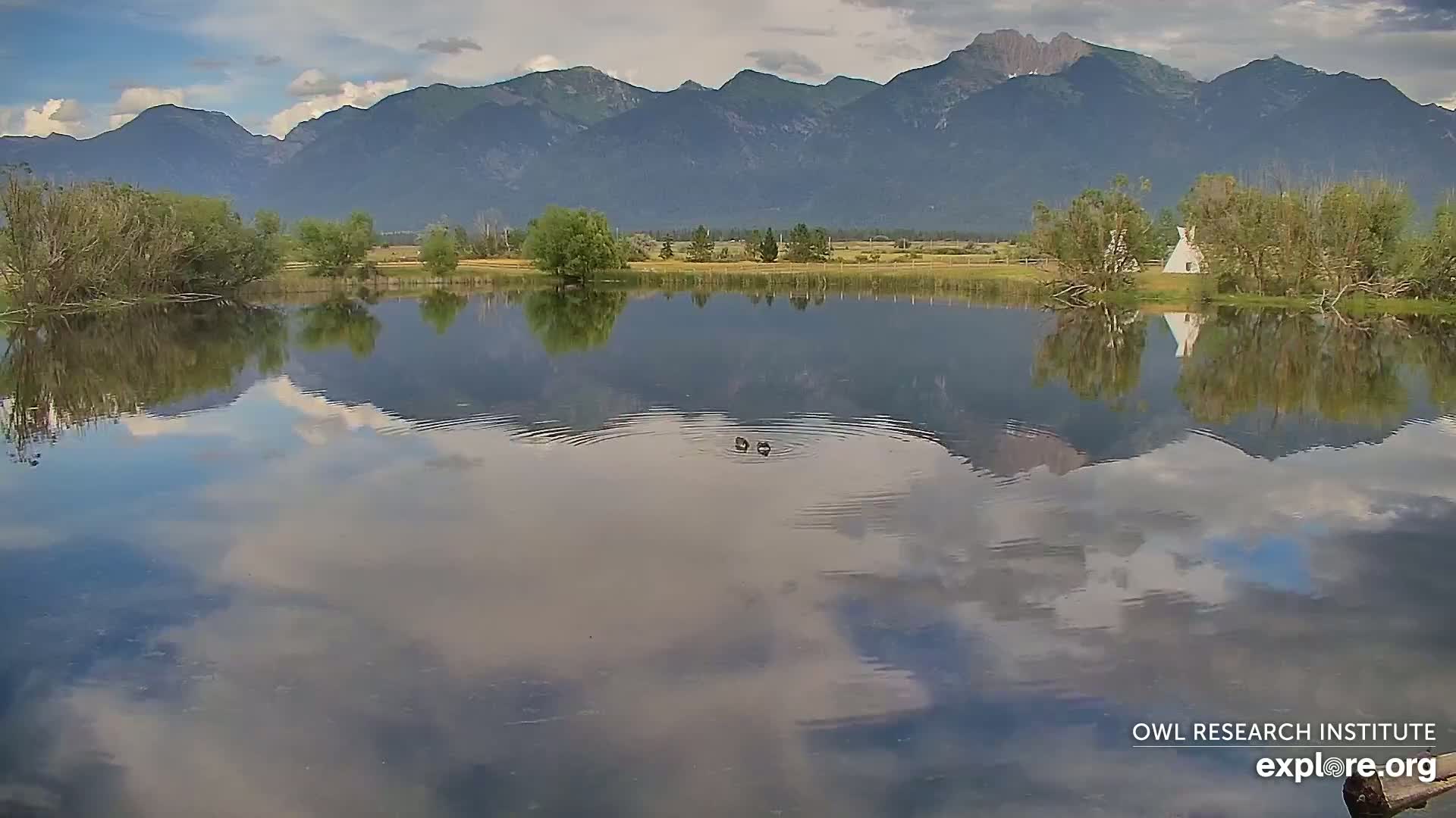 Mission Mountain Range & Mt Calowahcan View from Ninepipe Lodge Wildlife Refuge Live Cam - Charlo, Lake County, Montana, USA