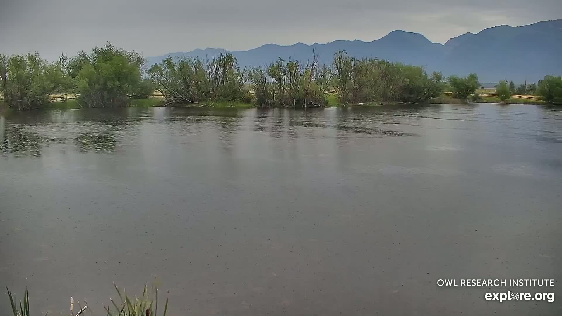 Mission Mountain Range & Mt Calowahcan View from Ninepipe Lodge Wildlife Refuge Live Cam - Charlo, Lake County, Montana, USA