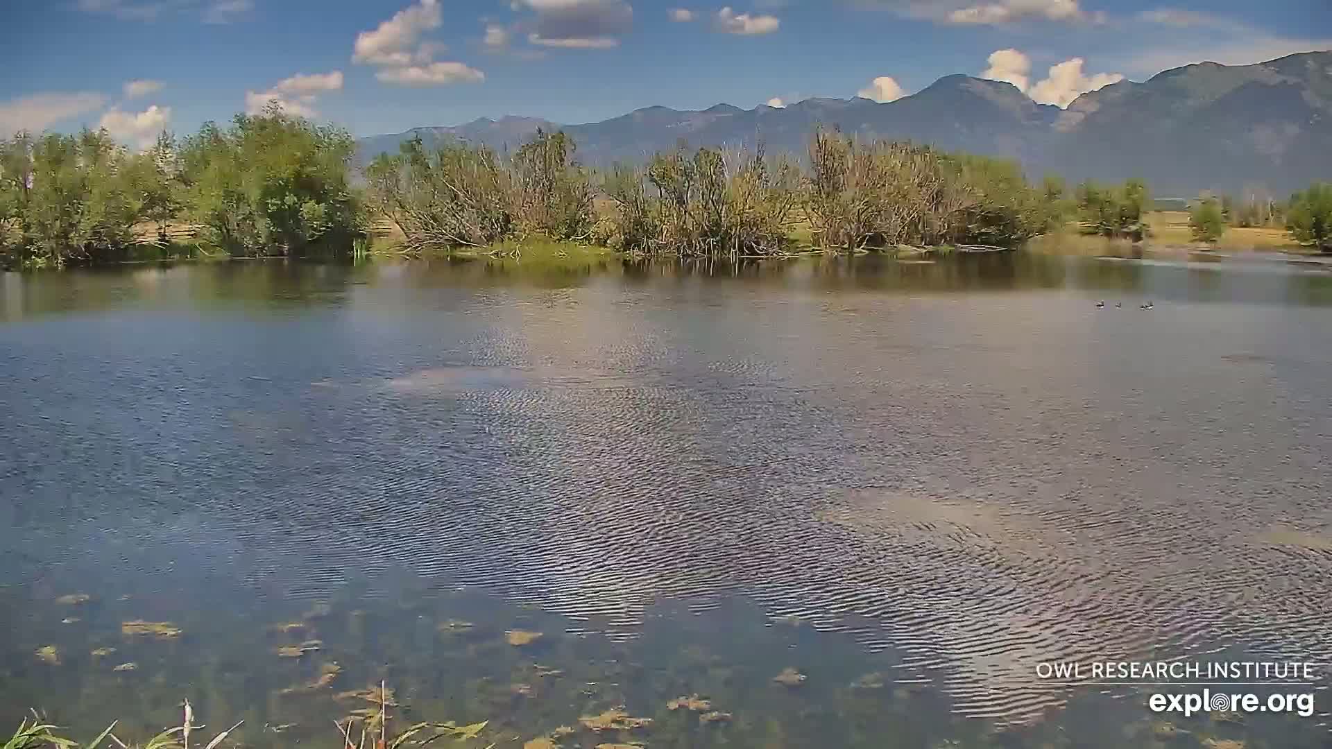 Mission Mountain Range & Mt Calowahcan View from Ninepipe Lodge Wildlife Refuge Live Cam - Charlo, Lake County, Montana, USA