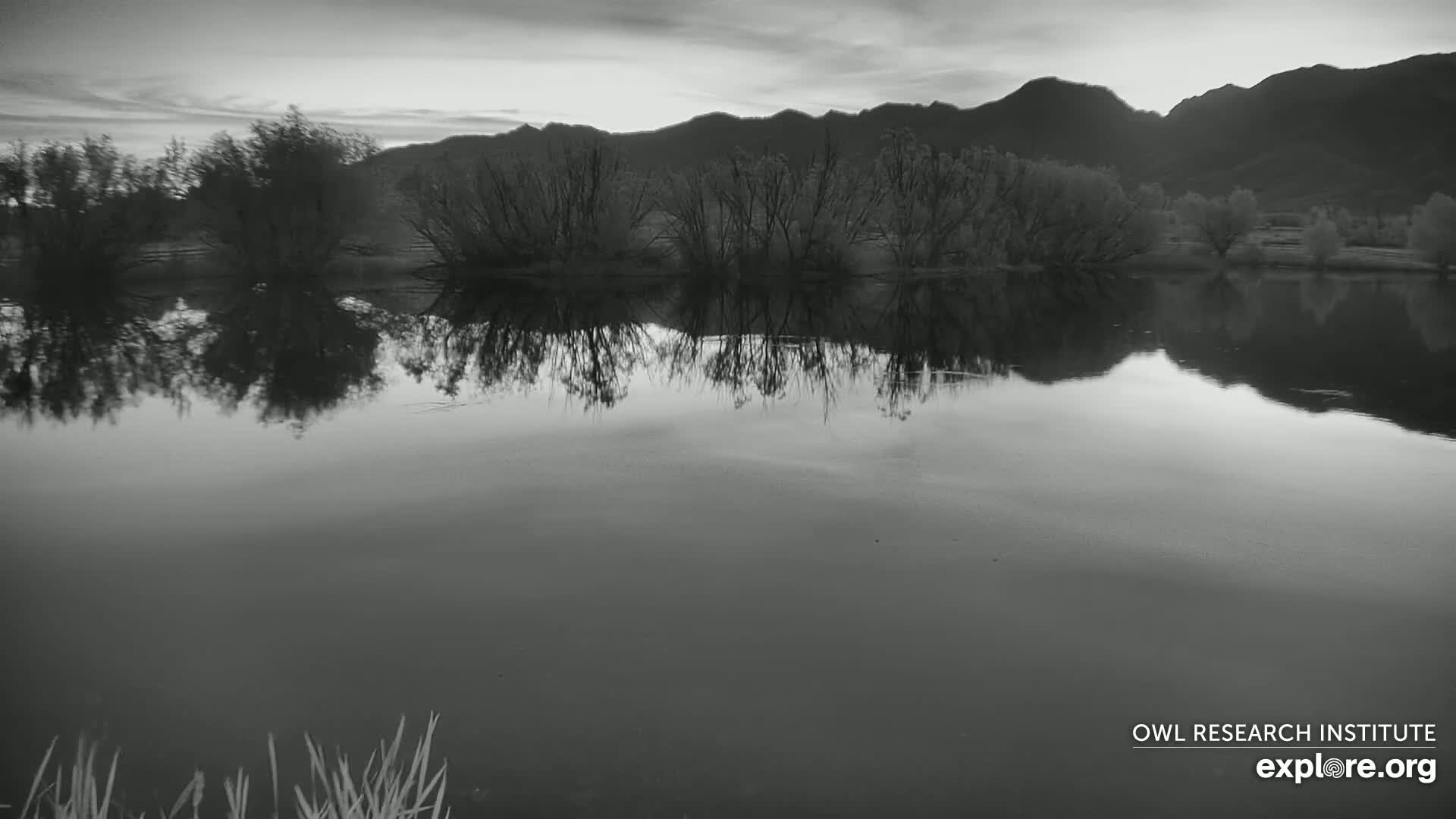 Mission Mountain Range & Mt Calowahcan View from Ninepipe Lodge Wildlife Refuge Live Cam - Charlo, Lake County, Montana, USA