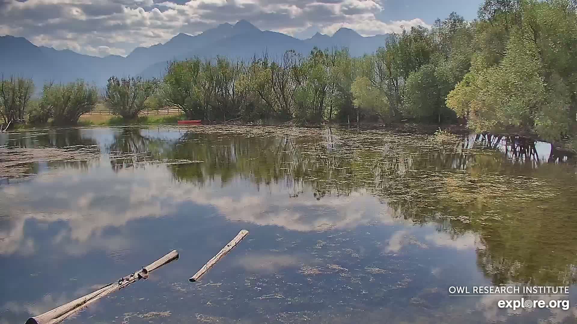 Mission Mountain Range & Mt Calowahcan View from Ninepipe Lodge Wildlife Refuge Live Cam - Charlo, Lake County, Montana, USA