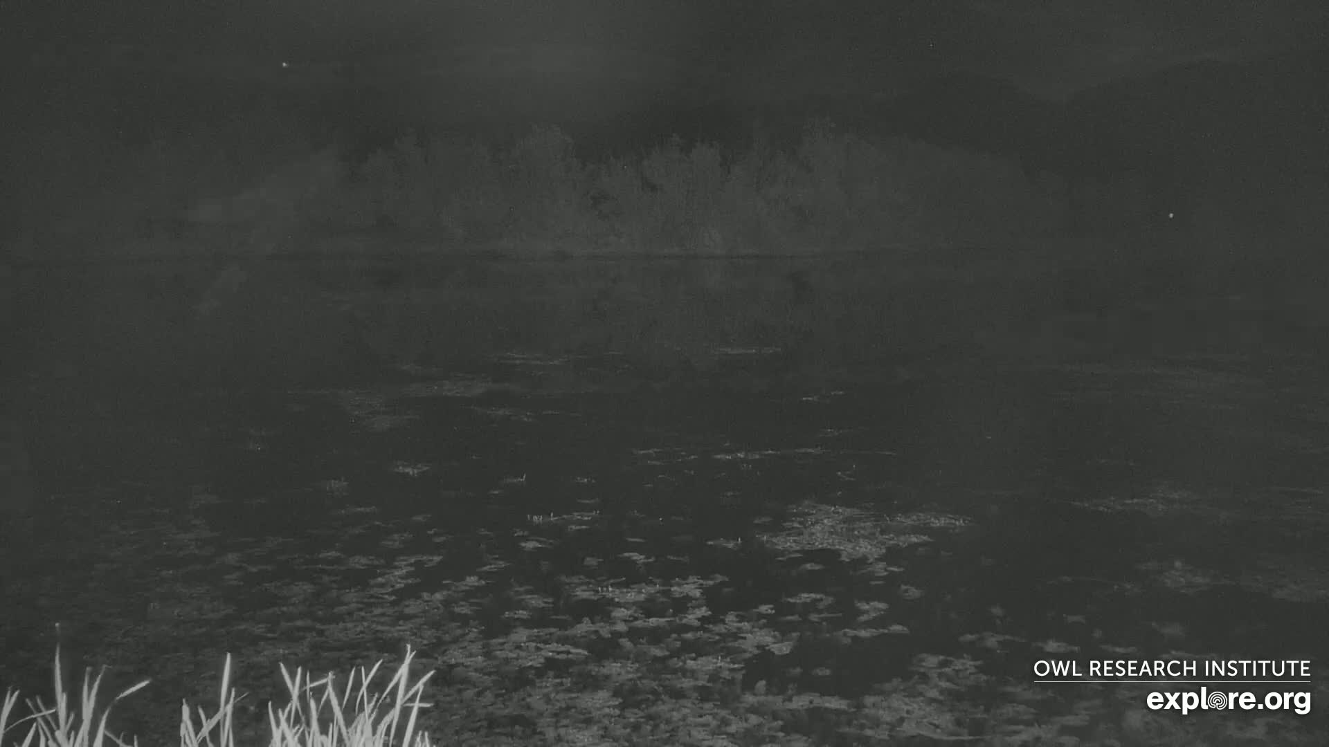 Mission Mountain Range & Mt Calowahcan View from Ninepipe Lodge Wildlife Refuge Live Cam - Charlo, Lake County, Montana, USA