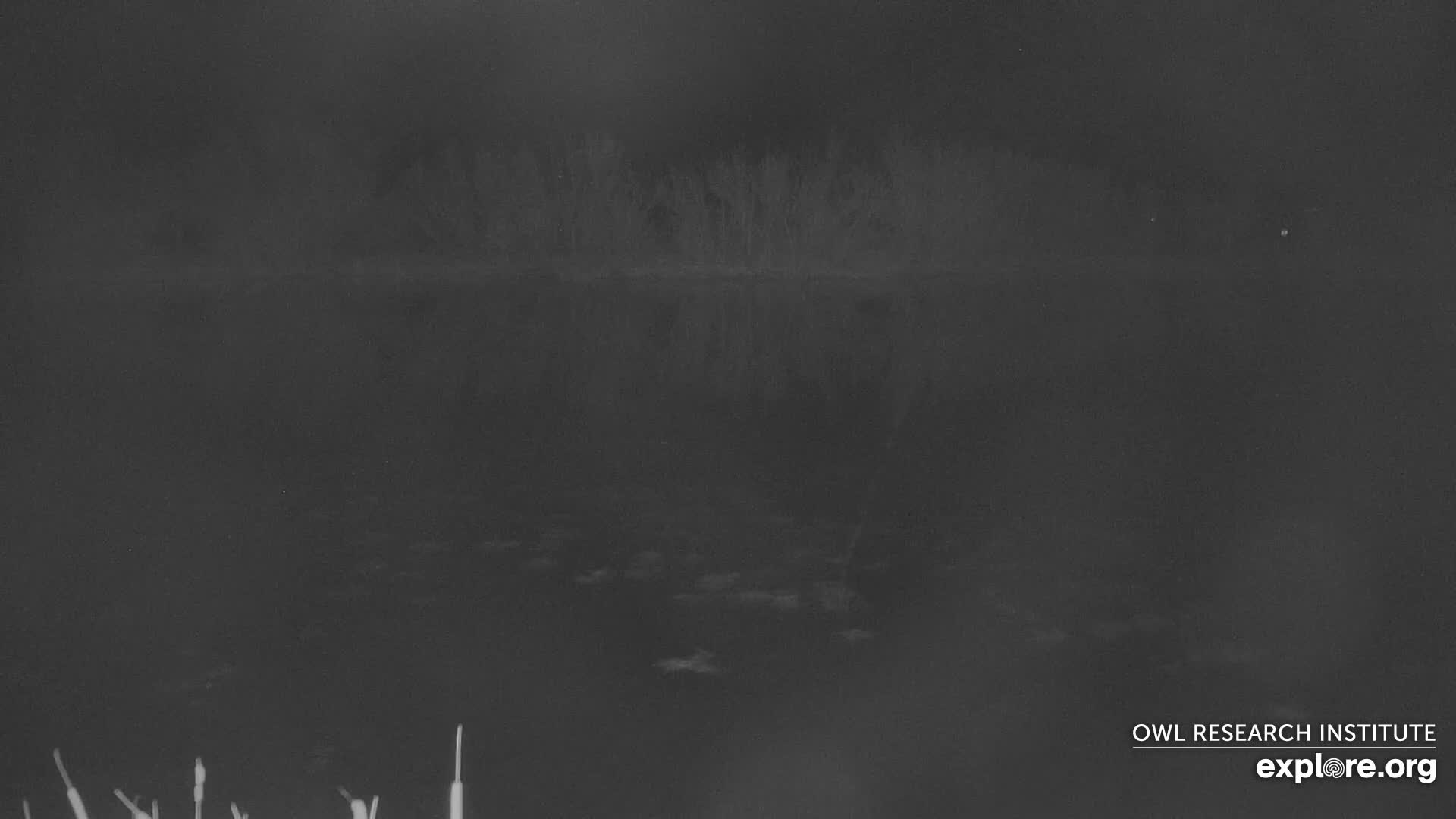 Mission Mountain Range & Mt Calowahcan View from Ninepipe Lodge Wildlife Refuge Live Cam - Charlo, Lake County, Montana, USA