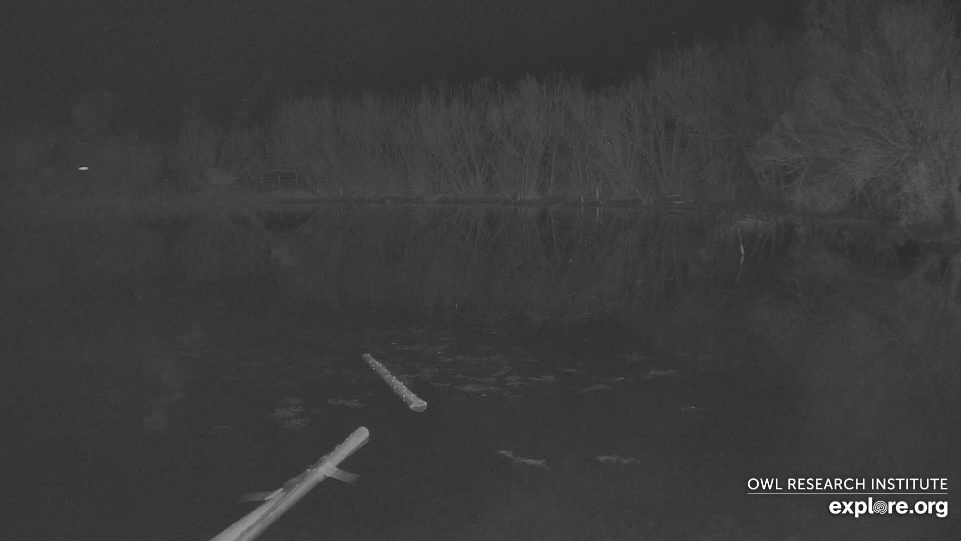 A nighttime view shows a dark body of water with ripples, reflecting a dark shoreline with trees and distant mountains under a cloudy sky.
