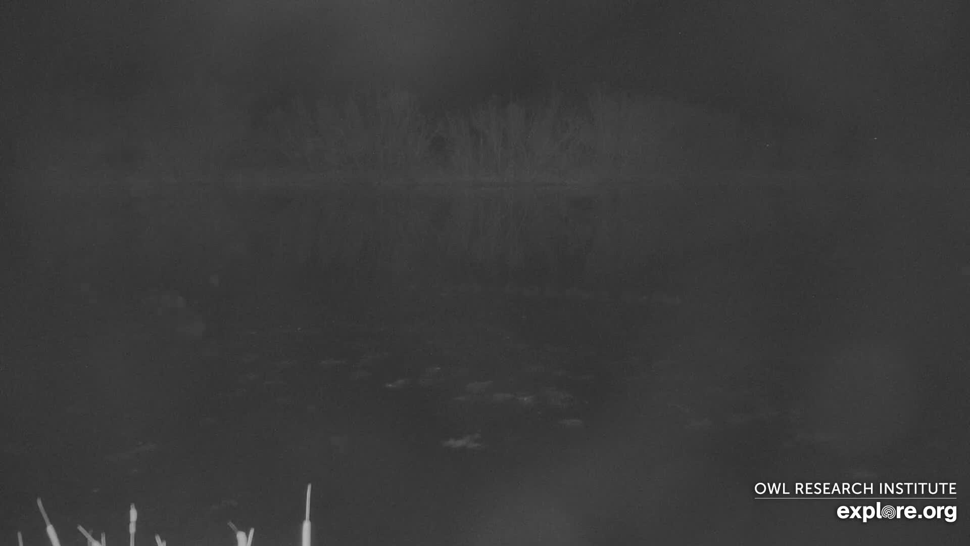 Mission Mountain Range & Mt Calowahcan View from Ninepipe Lodge Wildlife Refuge Live Cam - Charlo, Lake County, Montana, USA